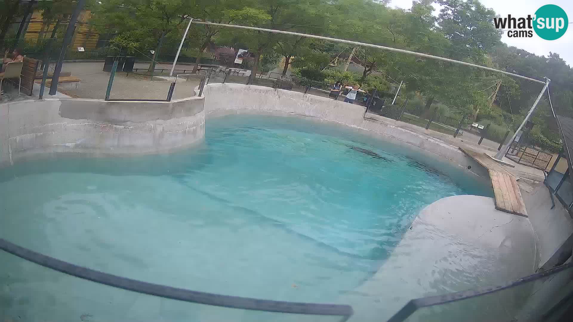 Zoo Zagreb – California Sea Lion