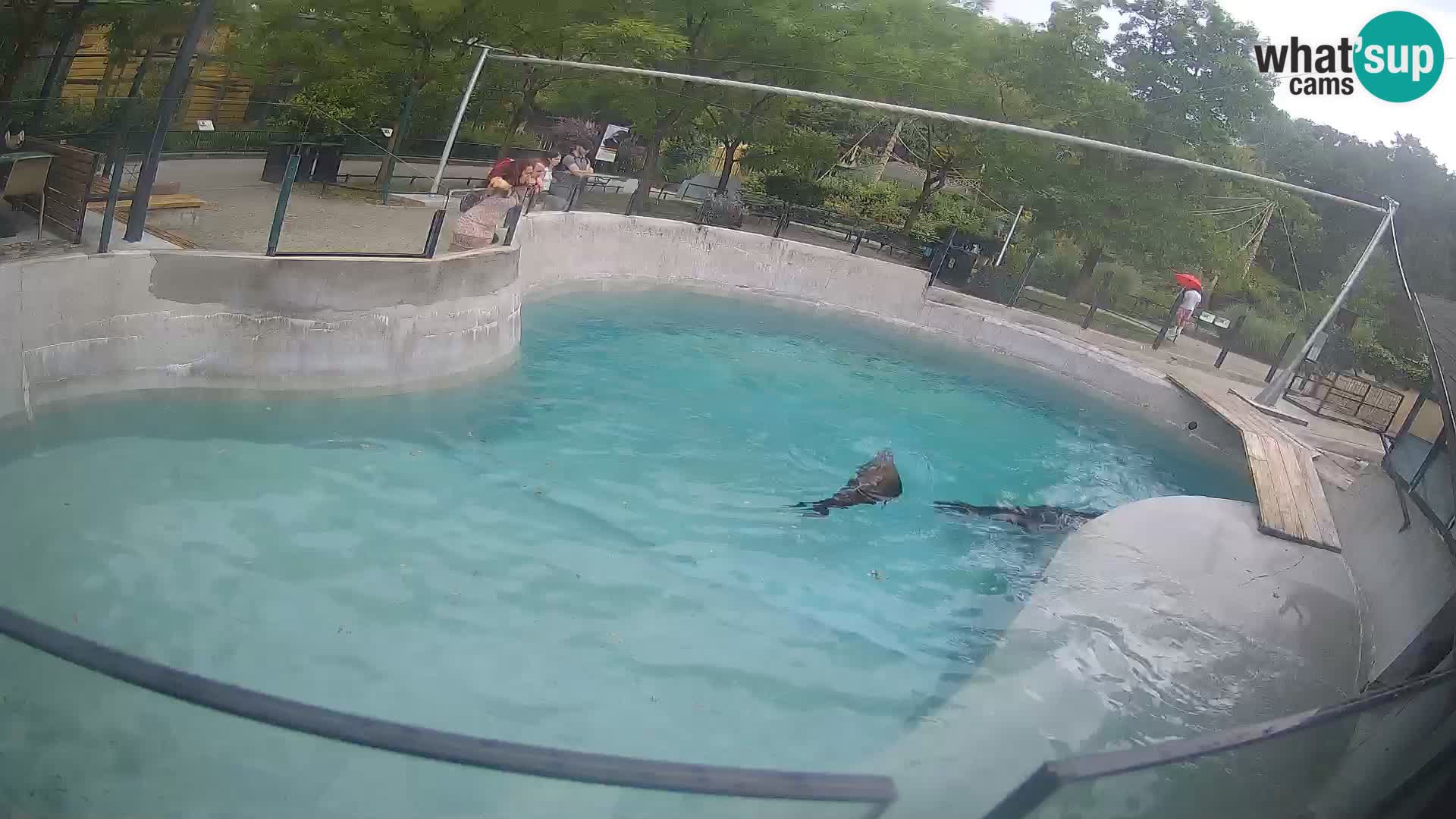 Zoo Zagreb – California Sea Lion