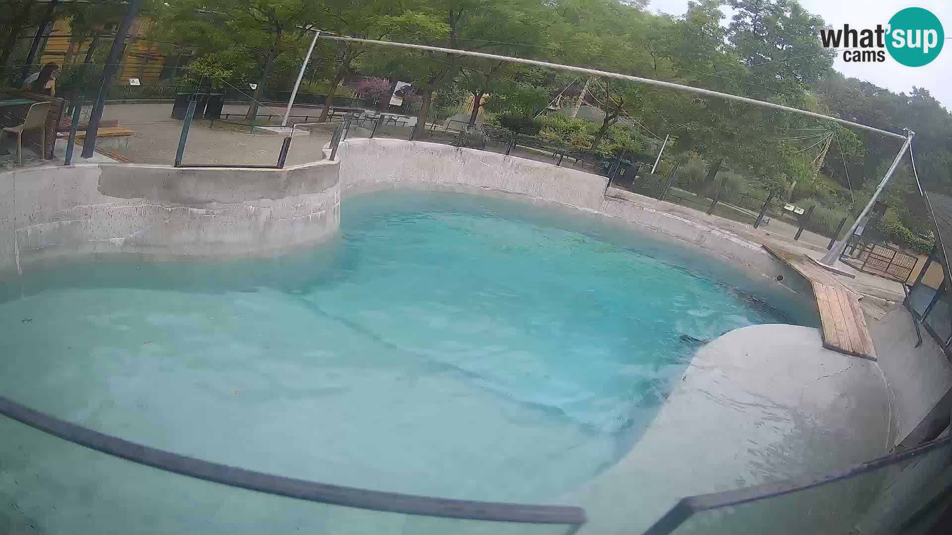 Zoo Zagreb – Kalifornischer Seelöwe