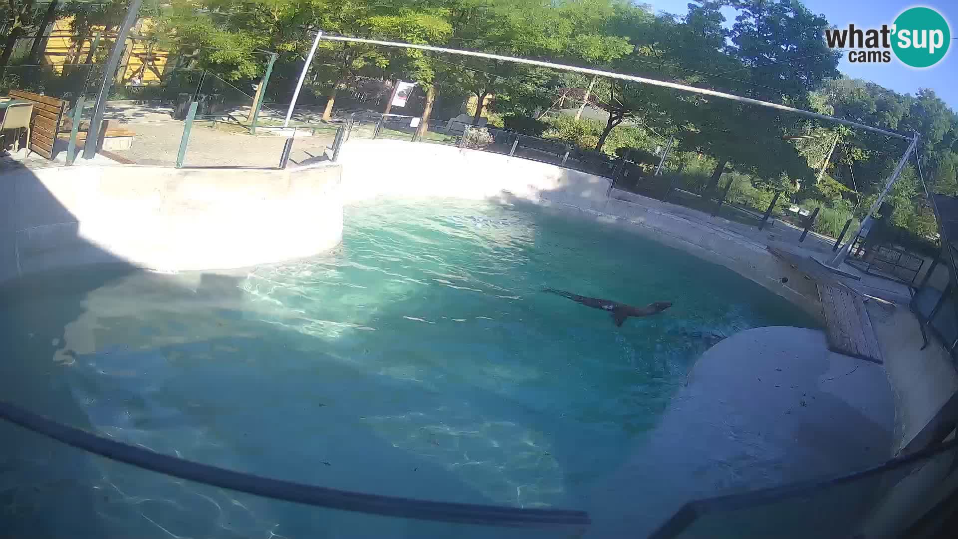 Zoo Zagreb – Kalifornijski morski lav