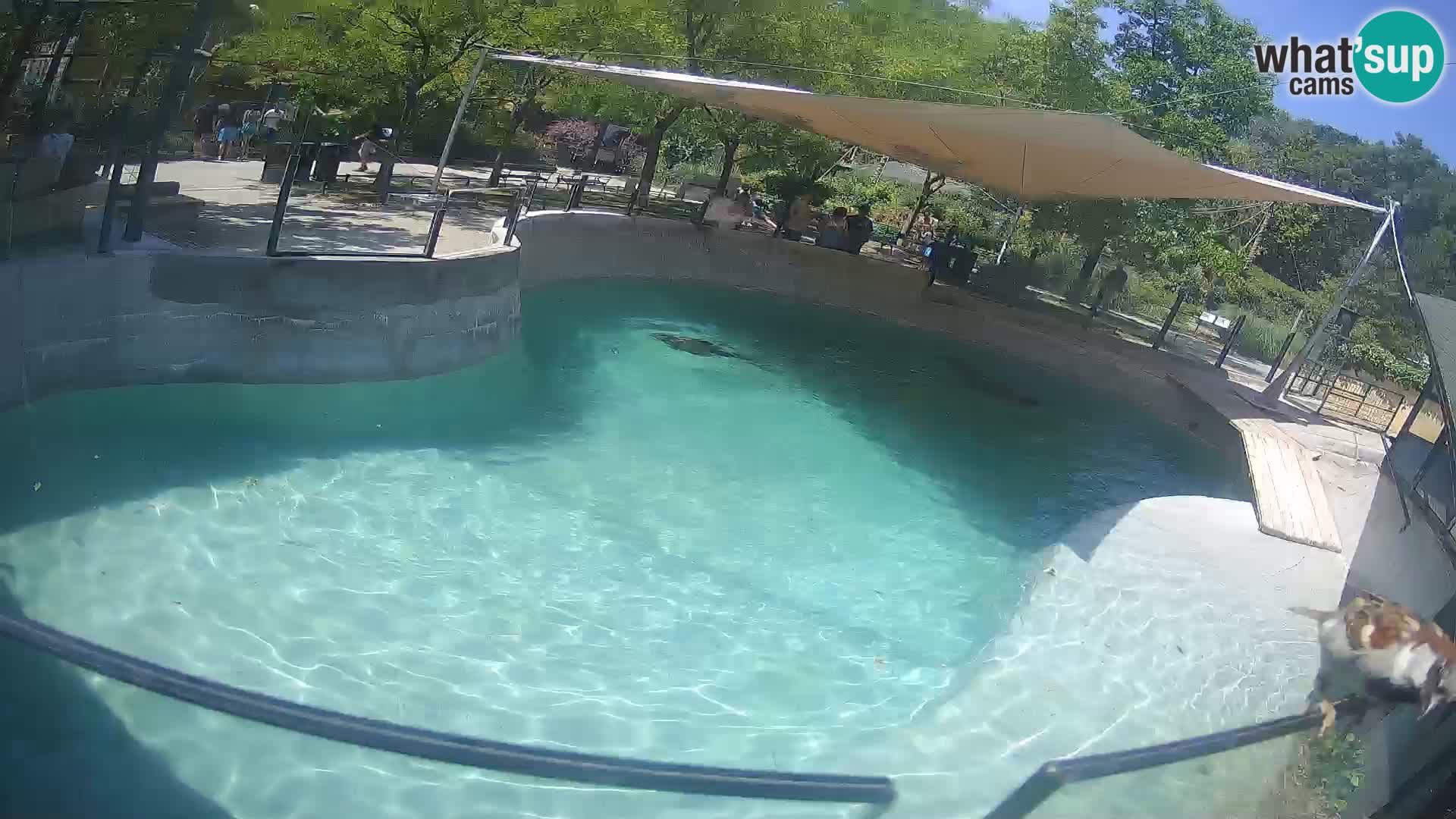 Zoo Zagreb –  León marino de California