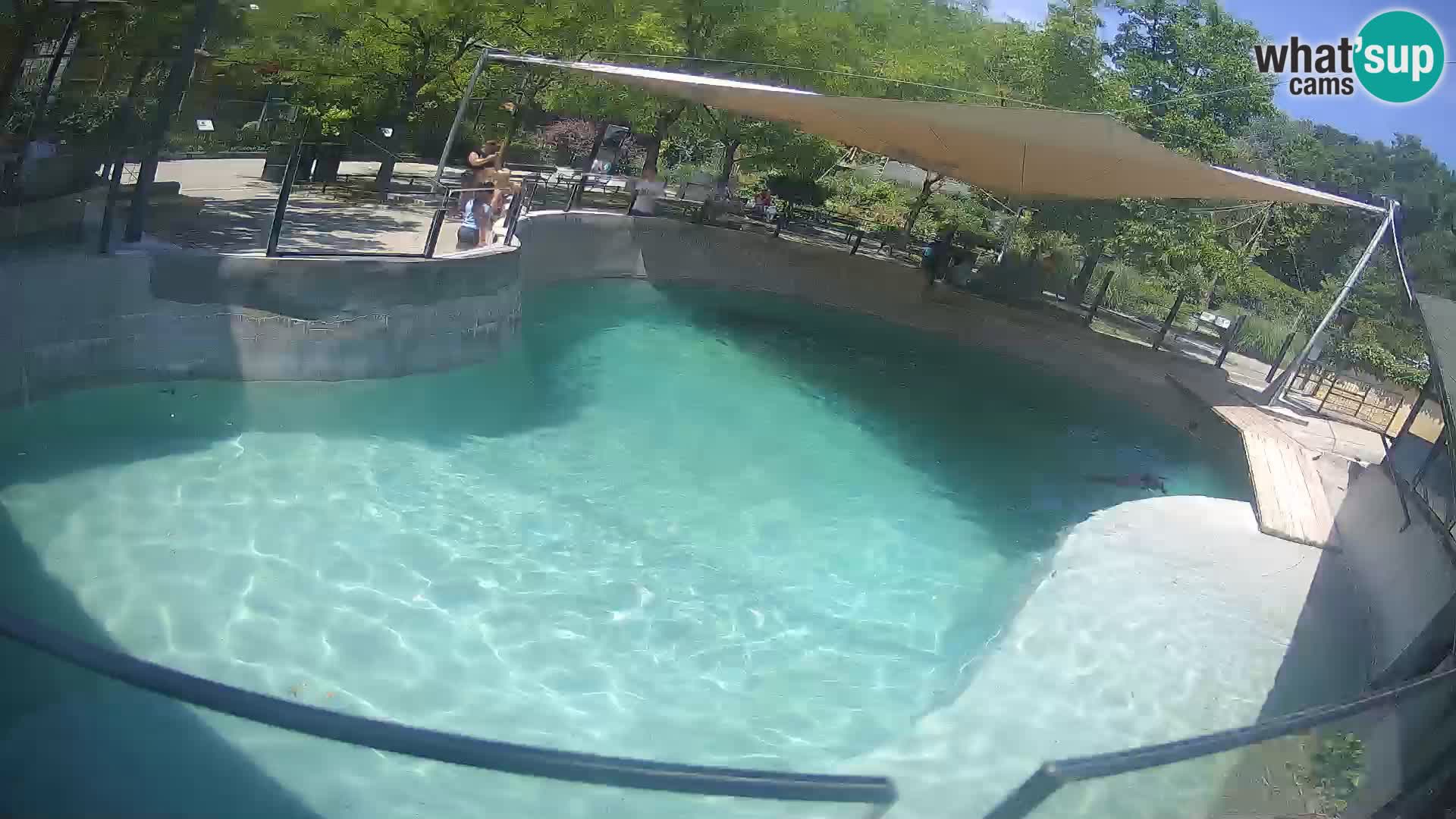 Zoo Zagreb – California Sea Lion