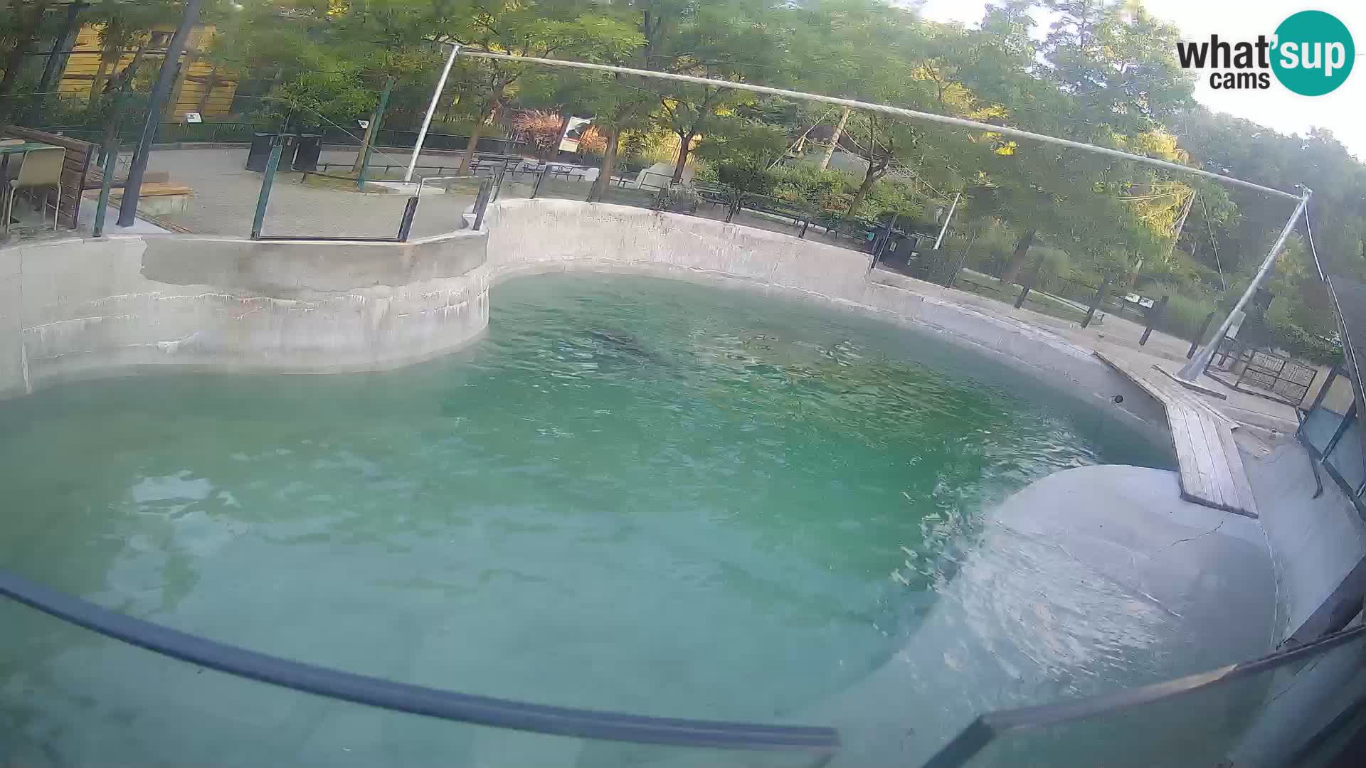 Zoo Zagreb – Kalifornijski morski lav