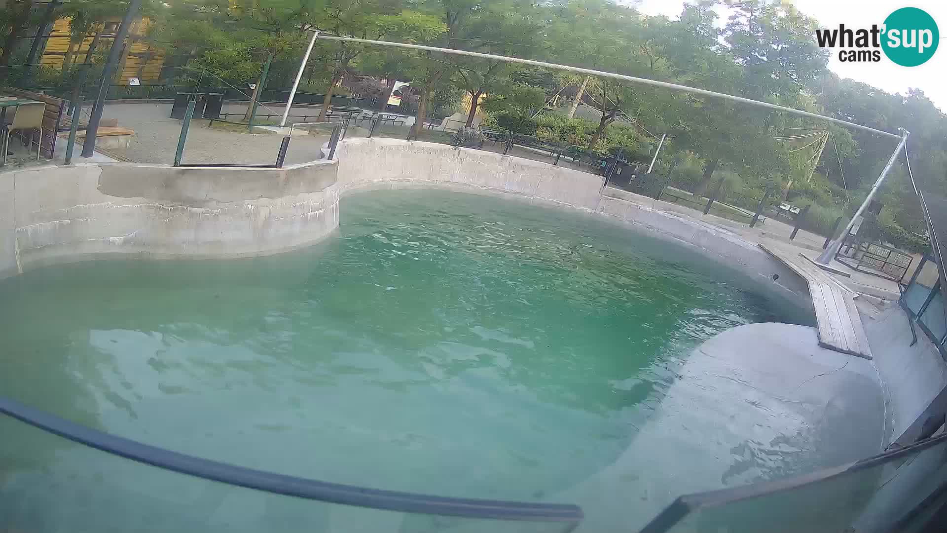Zoo Zagreb –  León marino de California