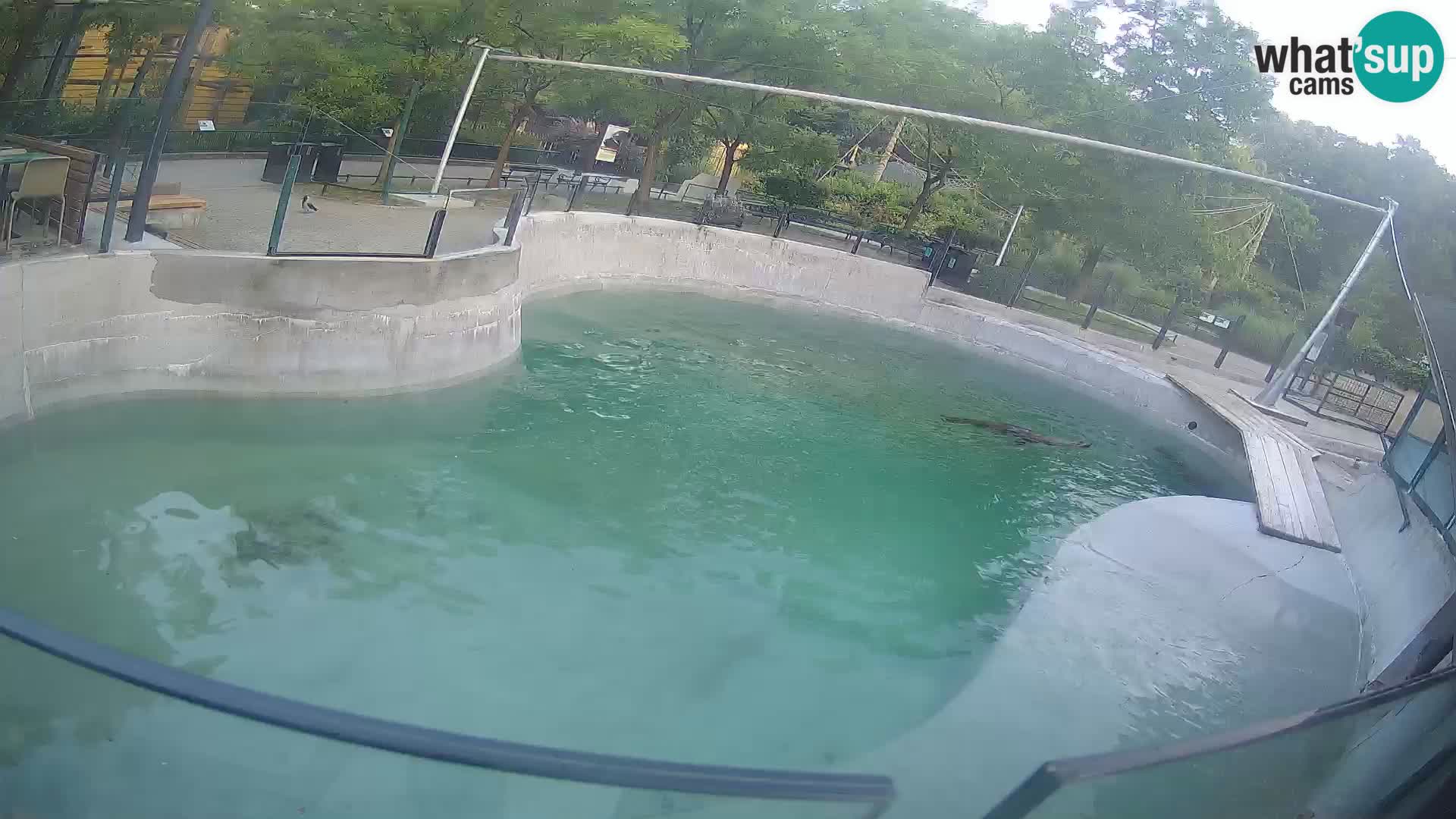 Zoo Zagreb –  León marino de California