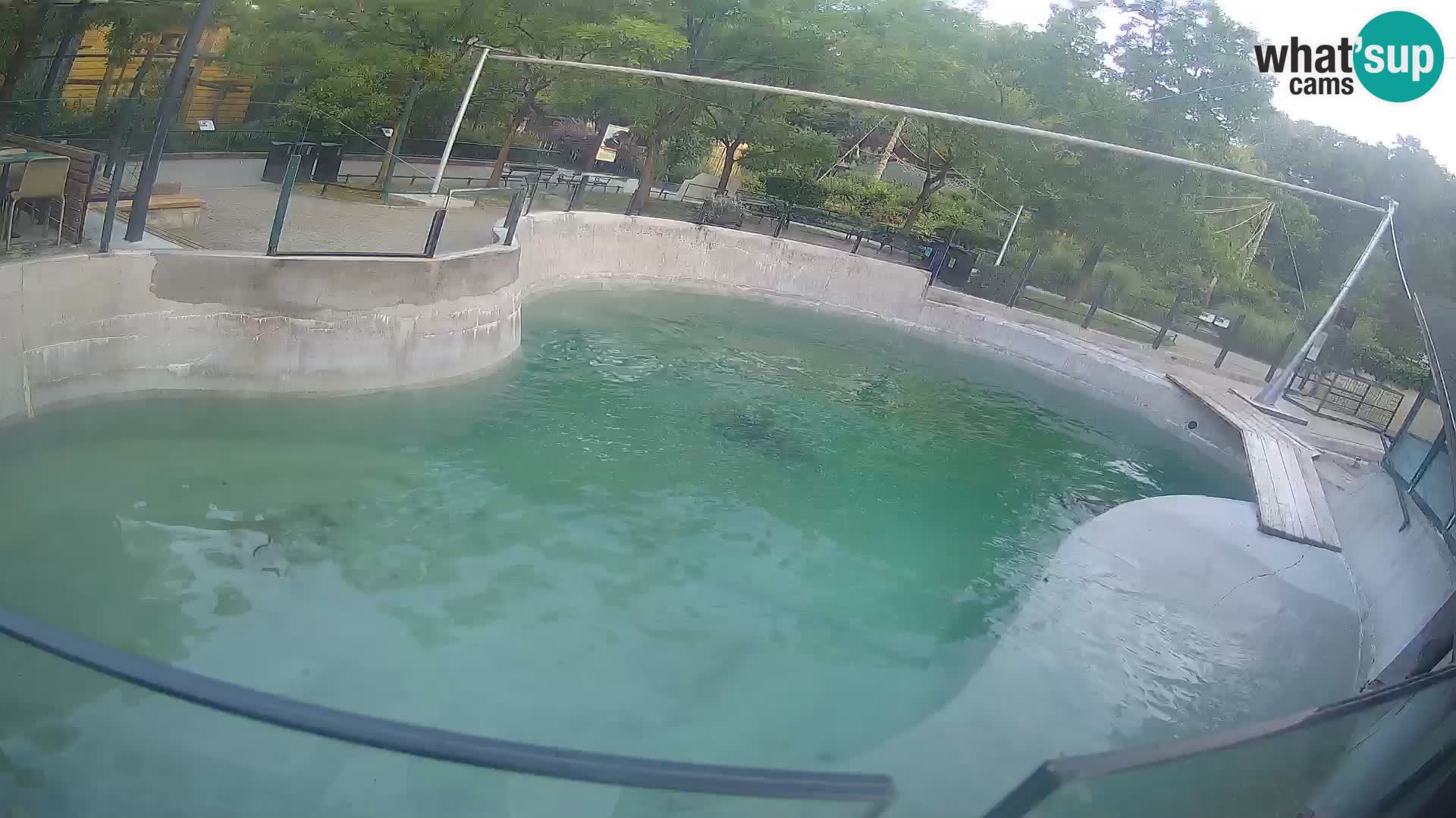 Zoo Zagreb – Kalifornijski morski lav