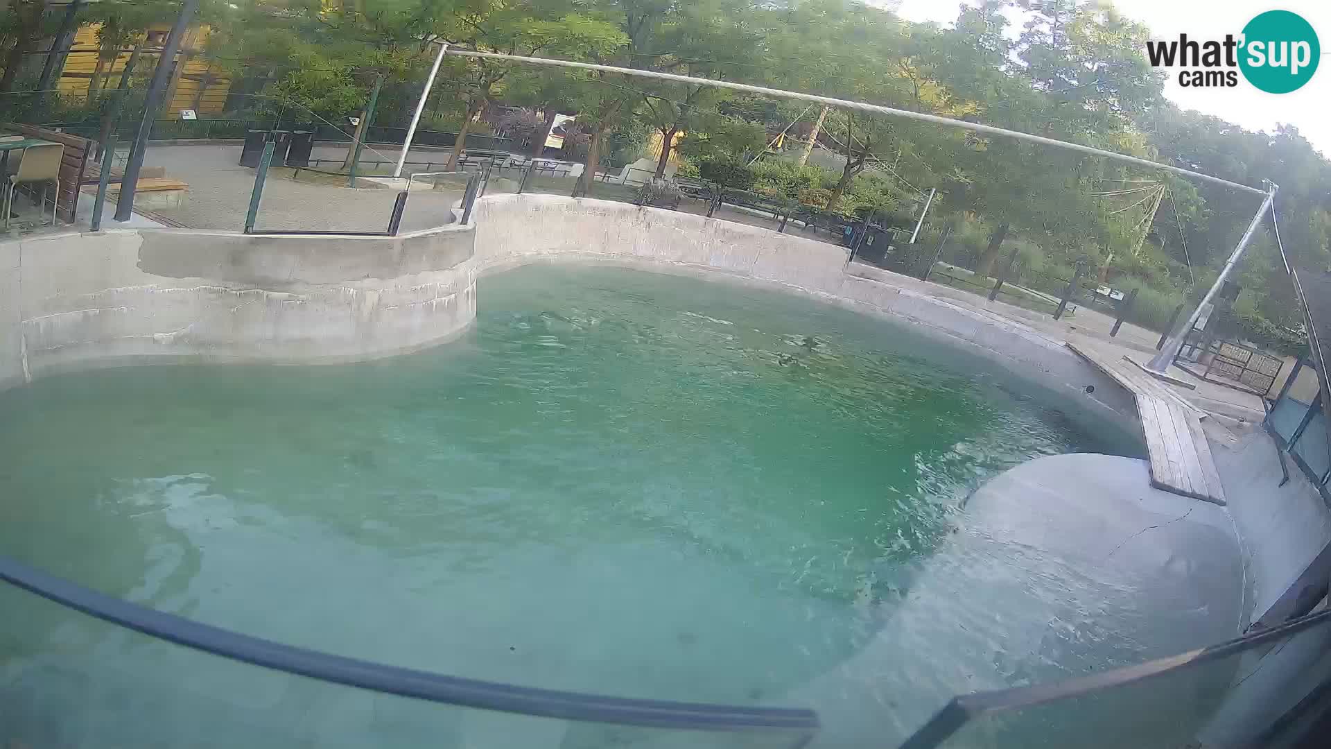 Zoo Zagreb – Kalifornischer Seelöwe