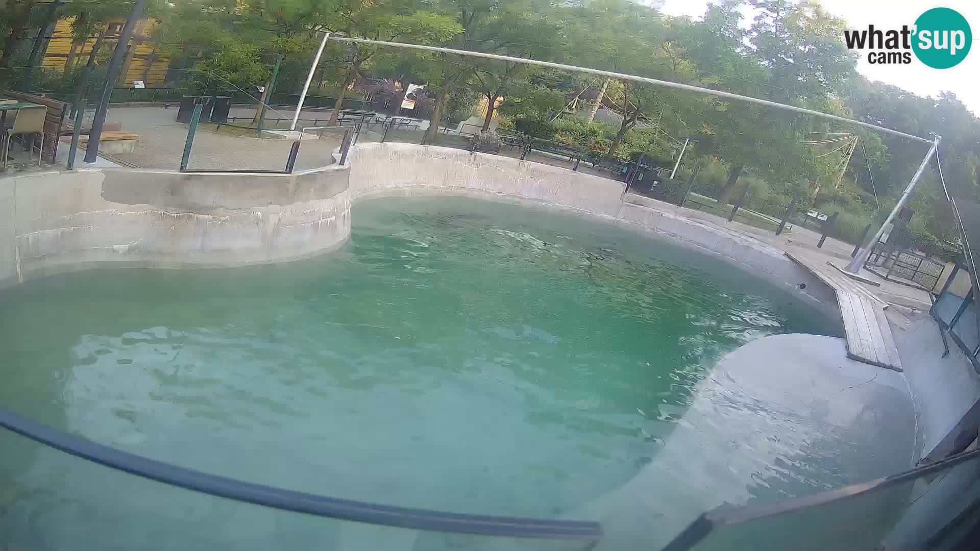 Zoo Zagreb – Kalifornischer Seelöwe