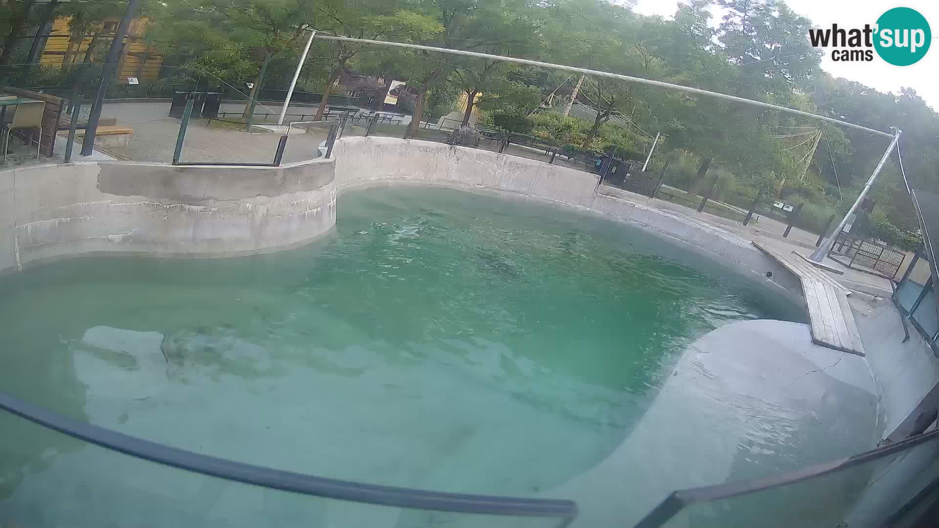 Zoo Zagreb – Kalifornijski morski lav