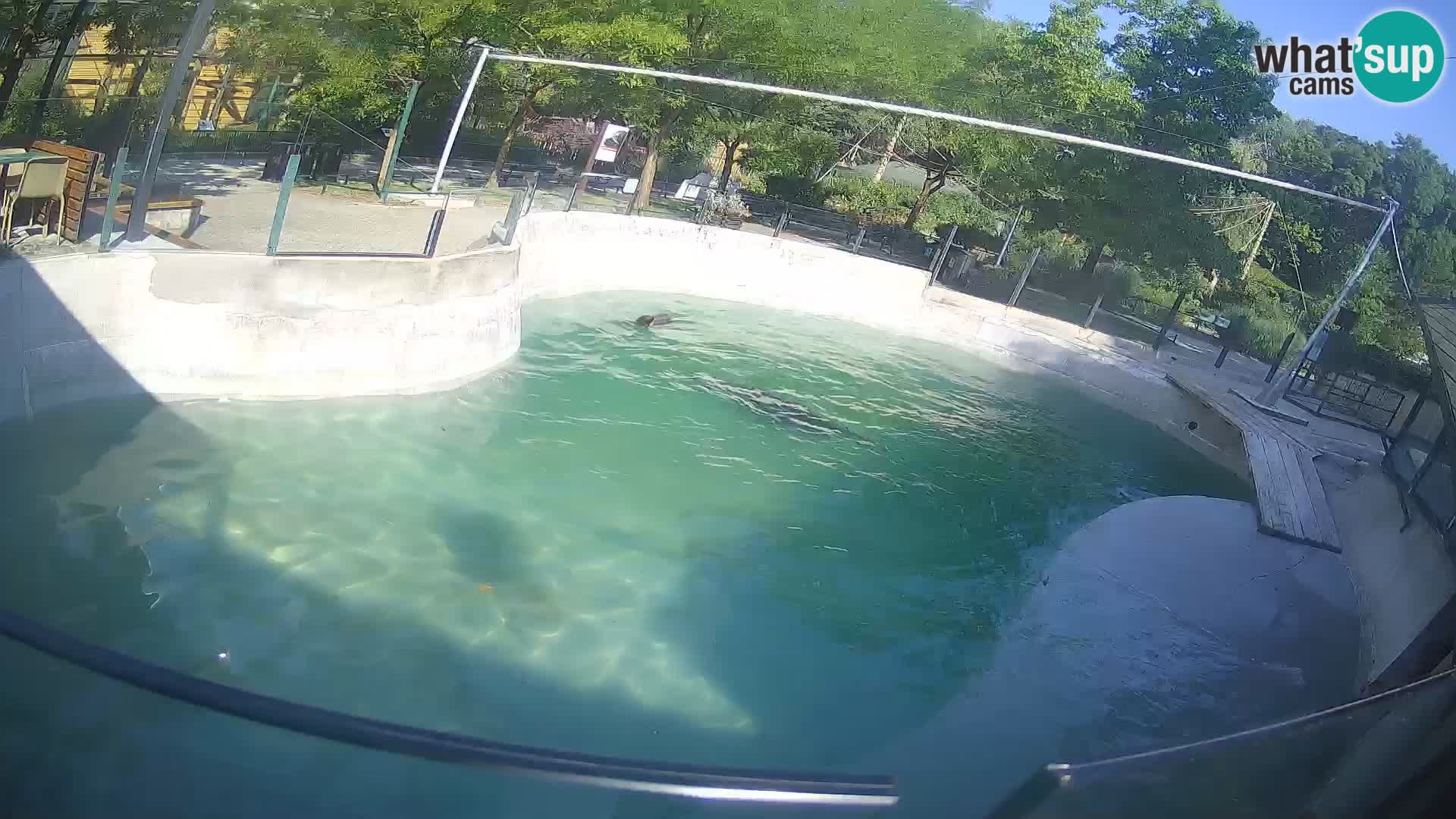 Zoo Zagreb – Kalifornijski morski lev
