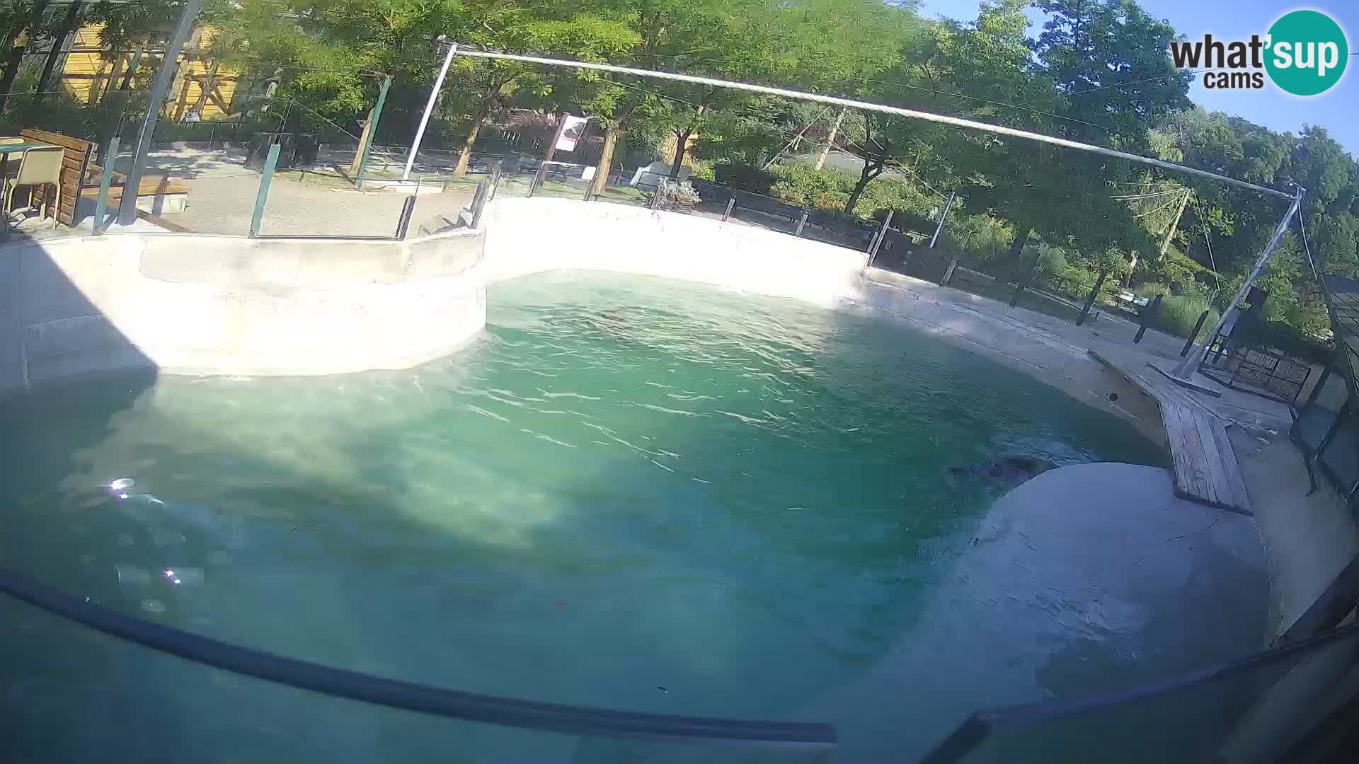 Zoo Zagreb – Kalifornijski morski lev