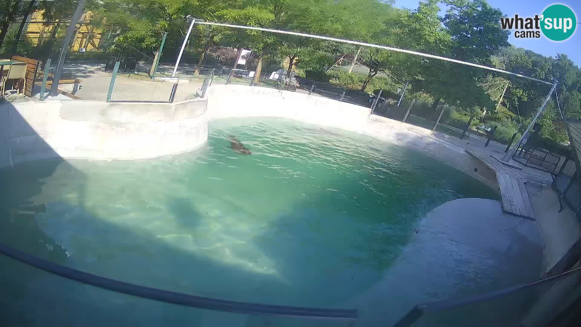 Zoo Zagreb –  León marino de California