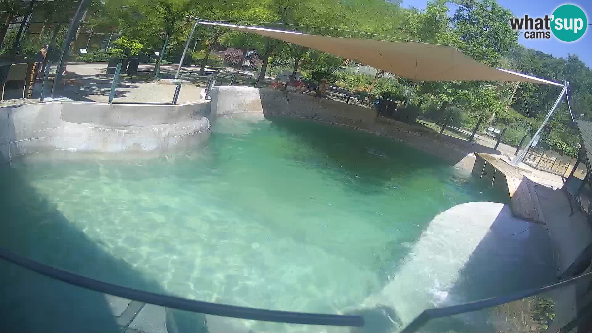 Zoo Zagreb – Otaria della California