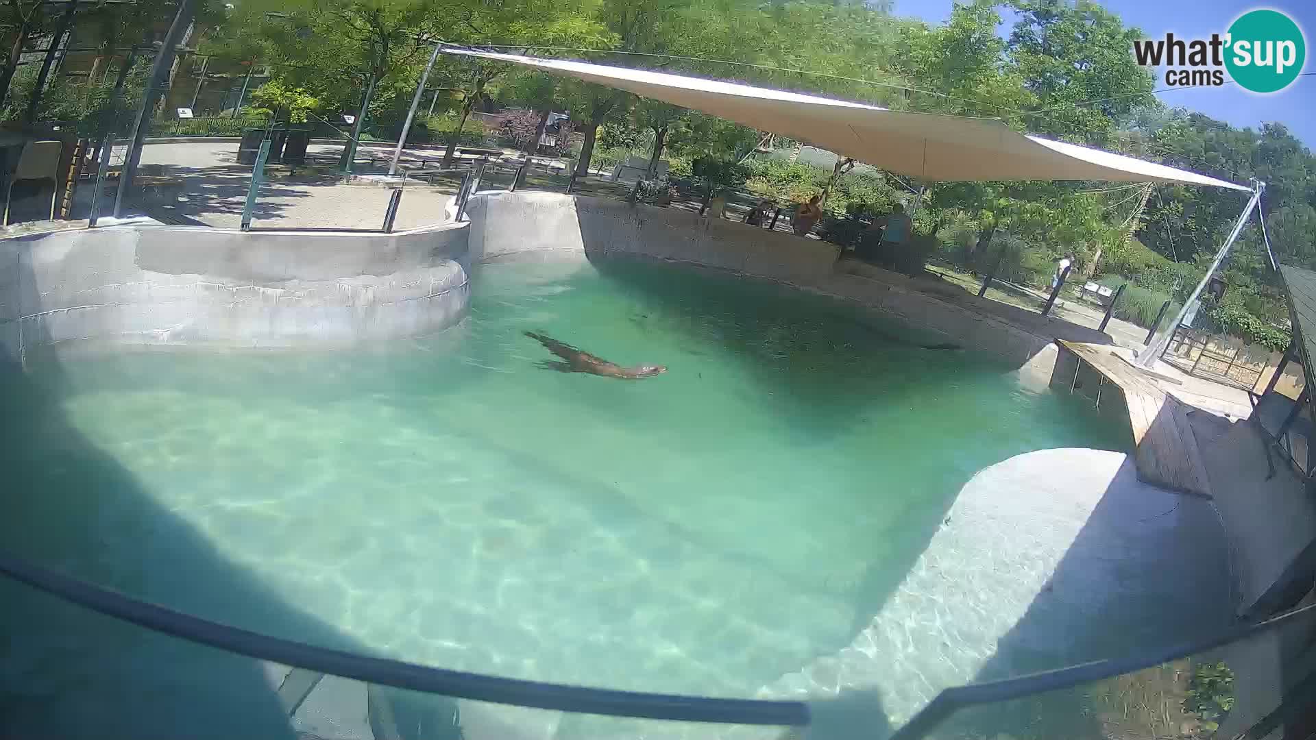 Zoo Zagreb – California Sea Lion