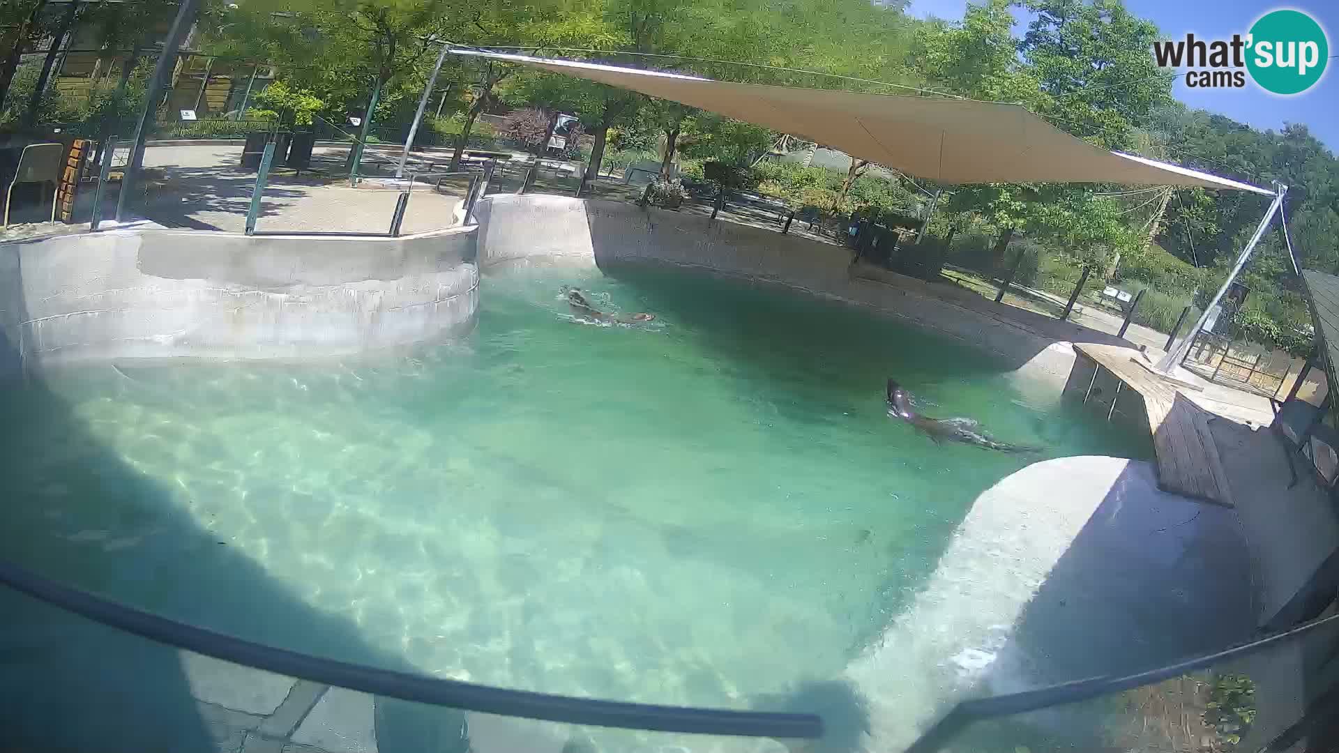 Zoo Zagreb –  León marino de California