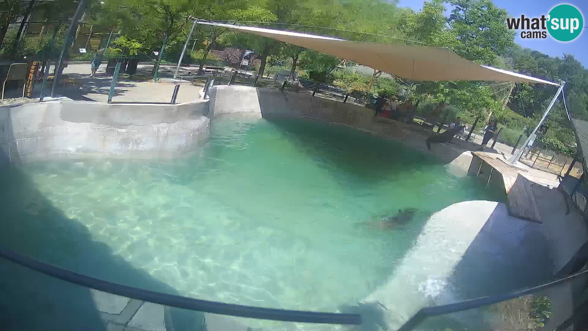 Zoo Zagreb – Kalifornijski morski lev
