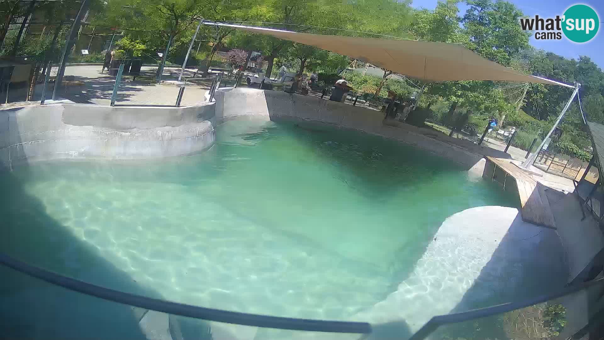 Zoo Zagreb – Otaria della California