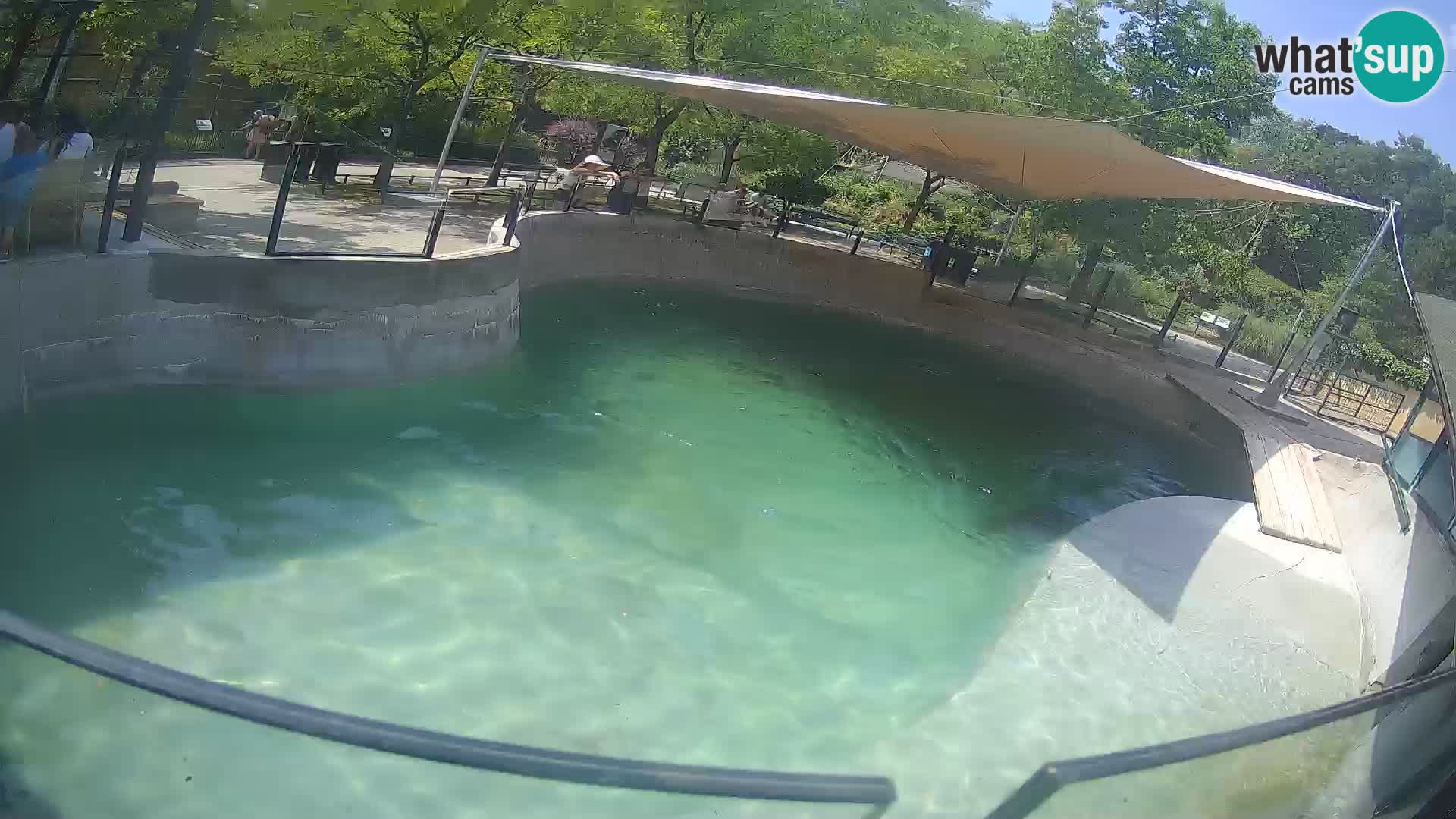 Zoo Zagreb – Kalifornischer Seelöwe