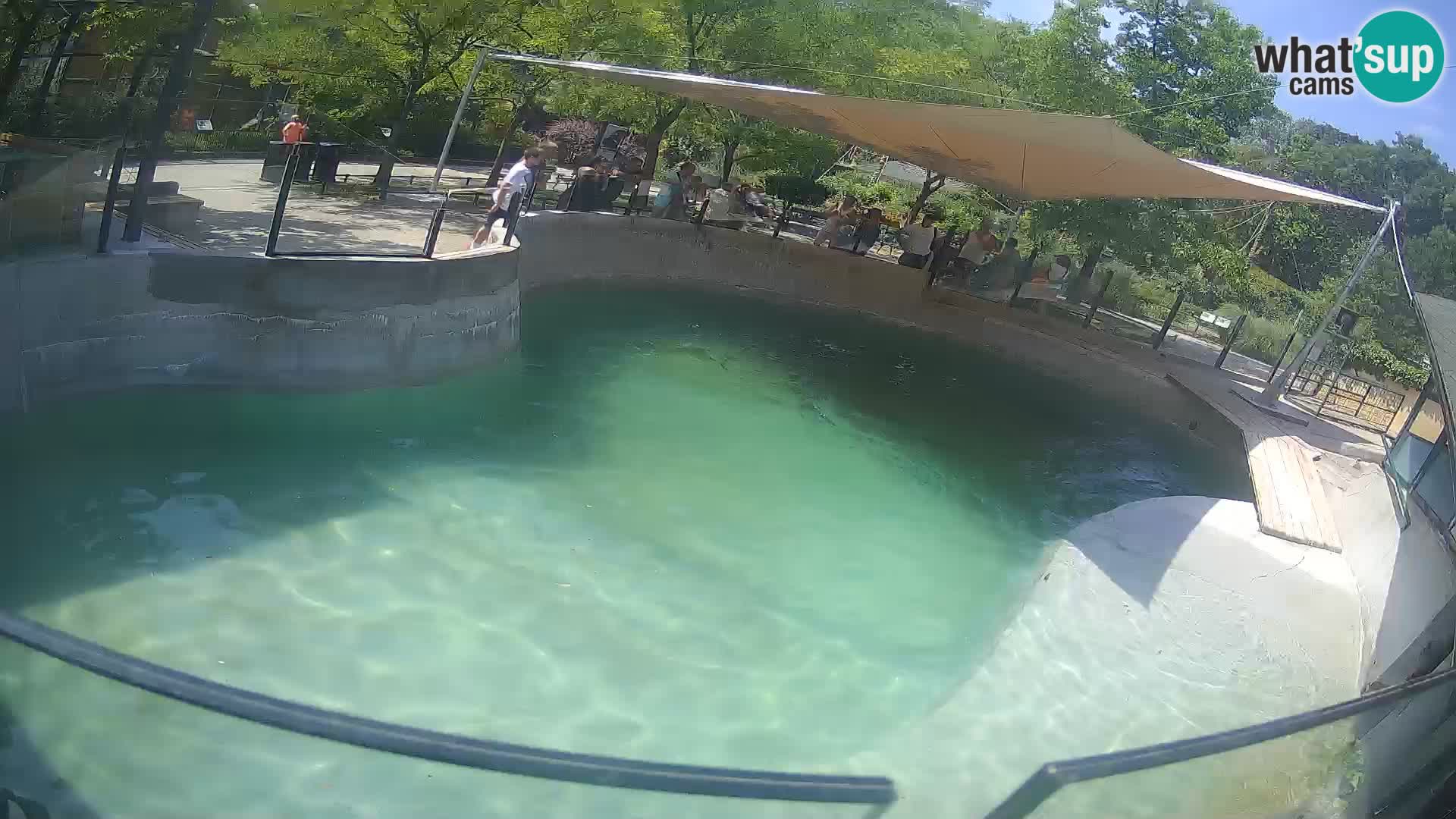 Zoo Zagreb – California Sea Lion