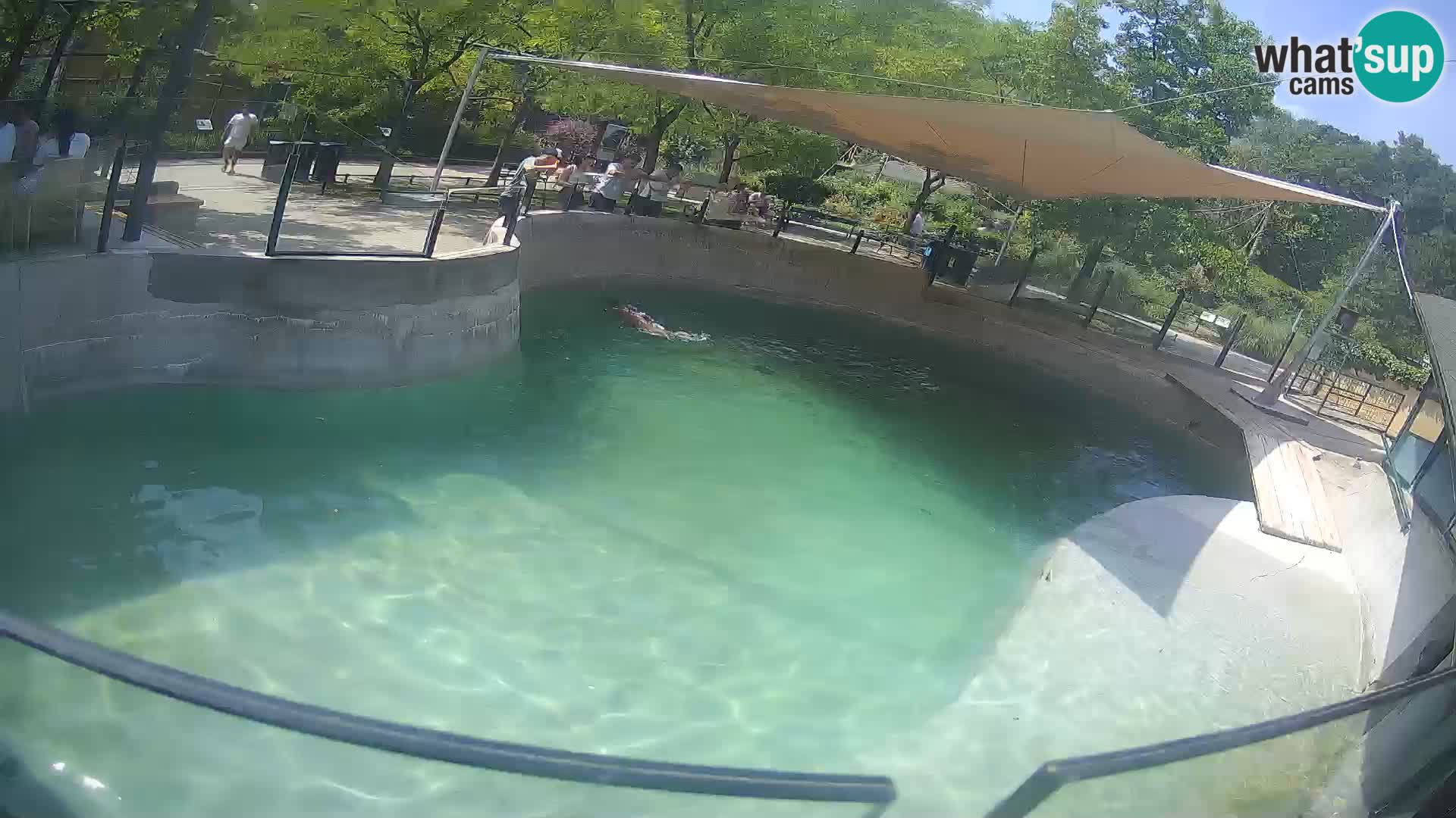 Zoo Zagreb –  León marino de California