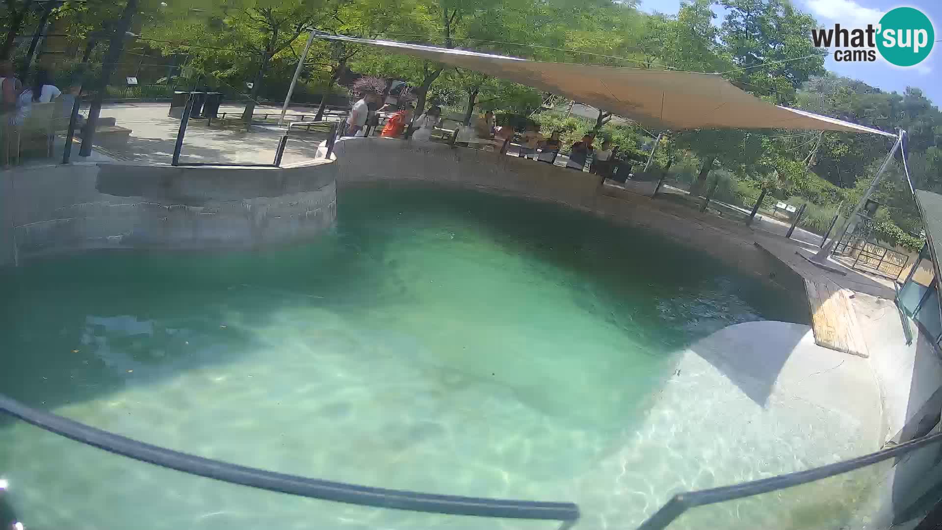 Zoo Zagreb – Kalifornijski morski lav