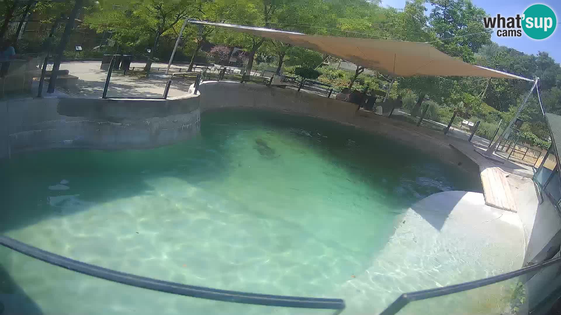 Zoo Zagreb – California Sea Lion