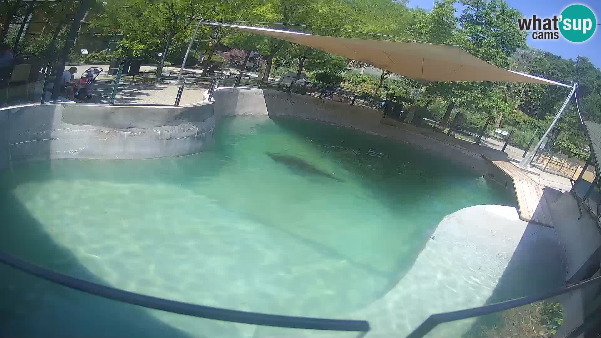 Zoo Zagreb –  León marino de California