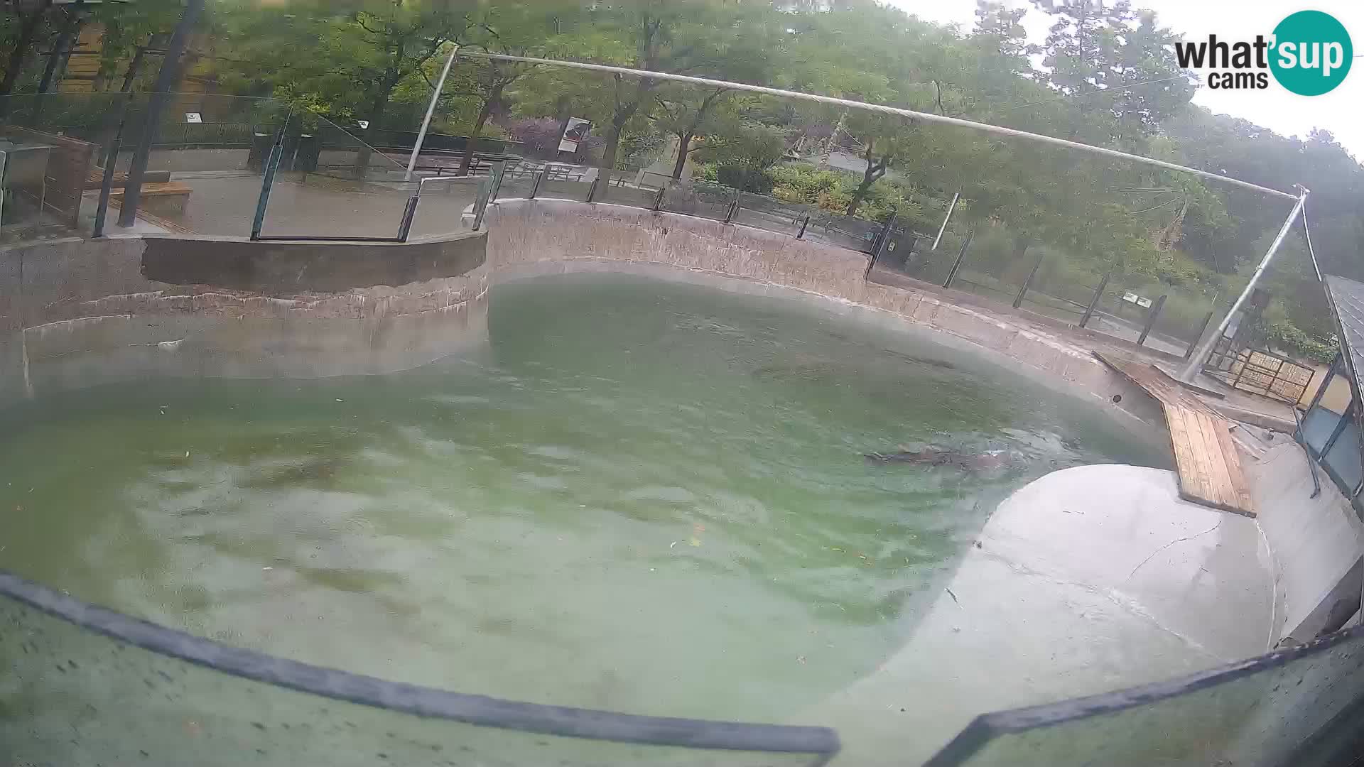 Zoo Zagreb – California Sea Lion