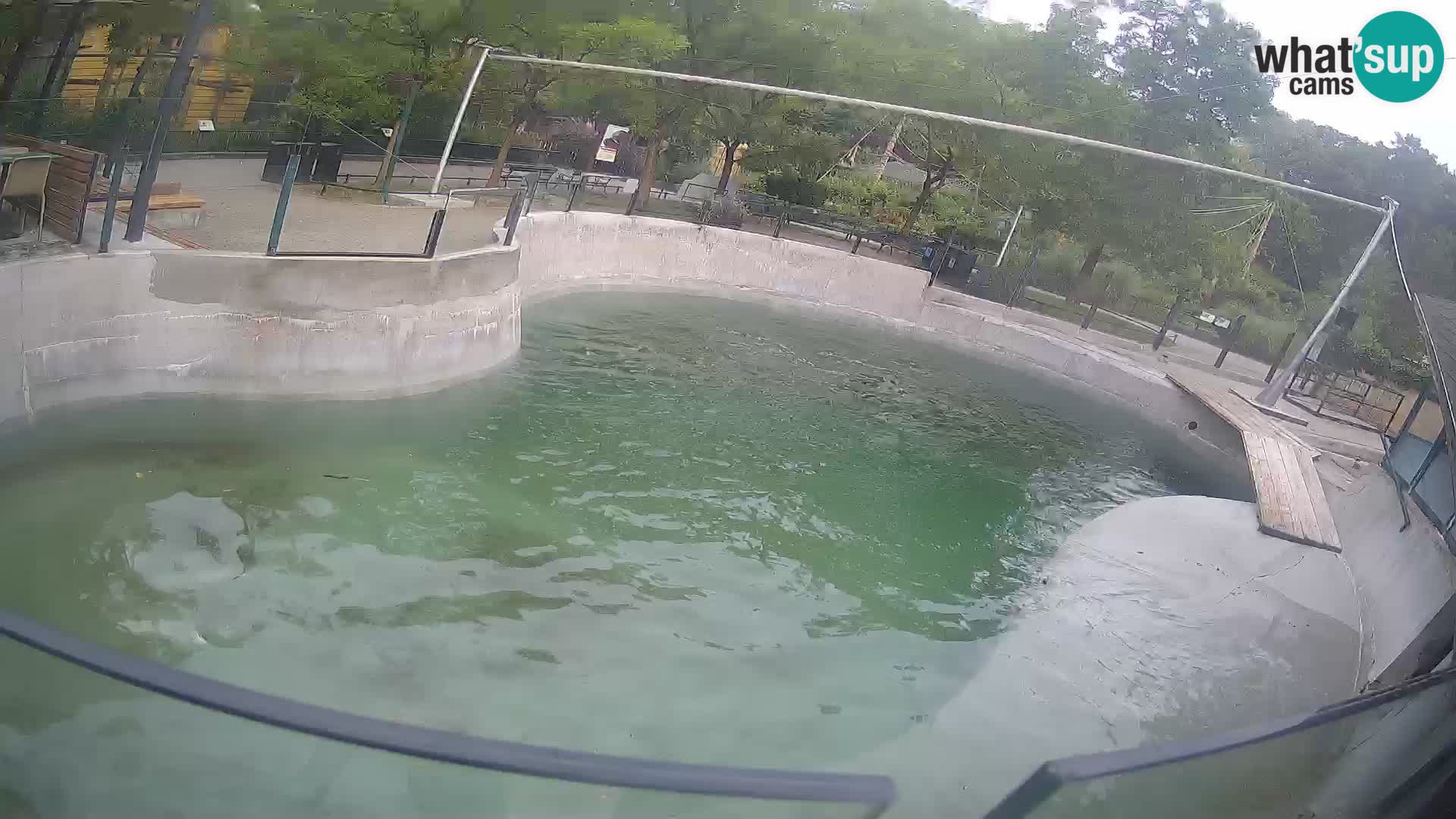 Zoo Zagreb – Kalifornijski morski lev