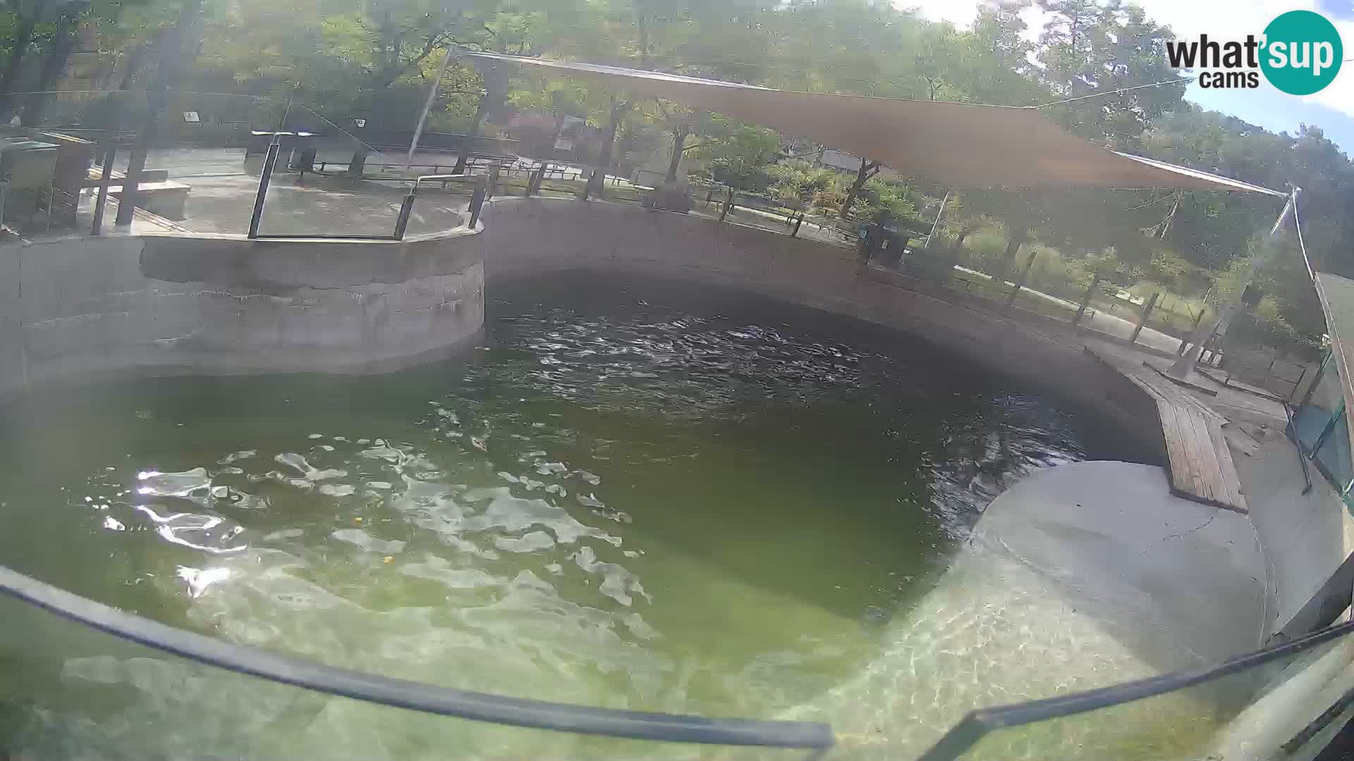 Zoo Zagreb – Kalifornischer Seelöwe
