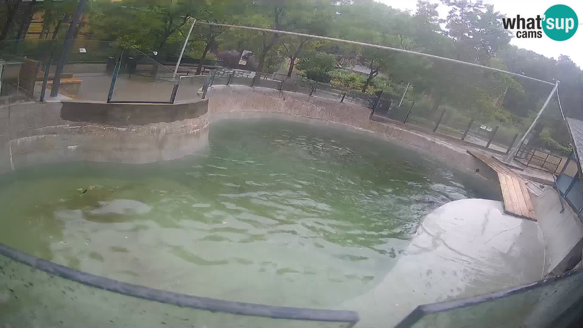 Zoo Zagreb – Kalifornijski morski lev