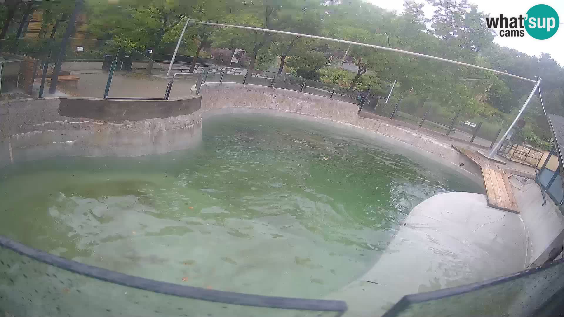 Zoo Zagreb – Otaria della California