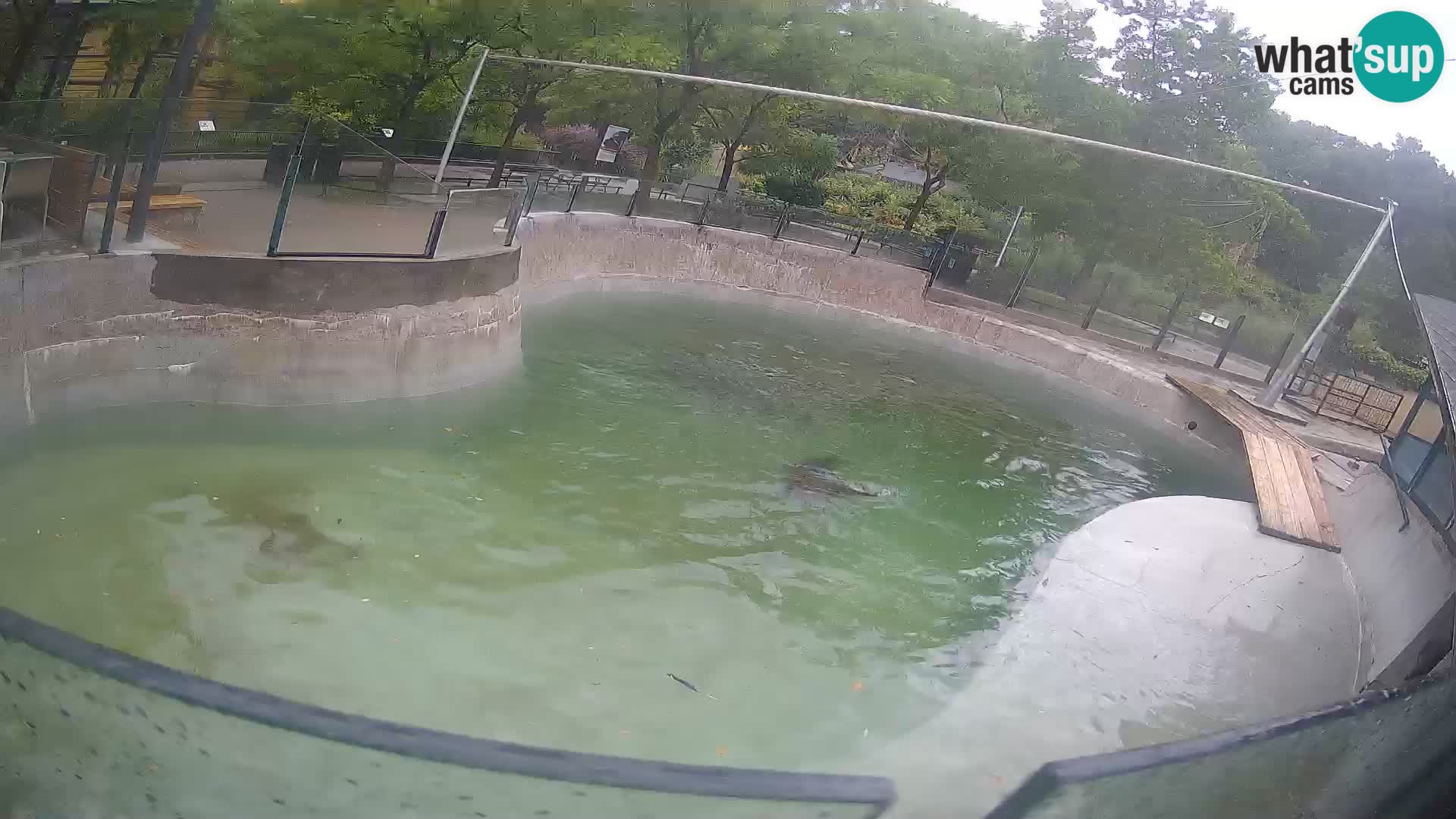Zoo Zagreb – Kalifornijski morski lev