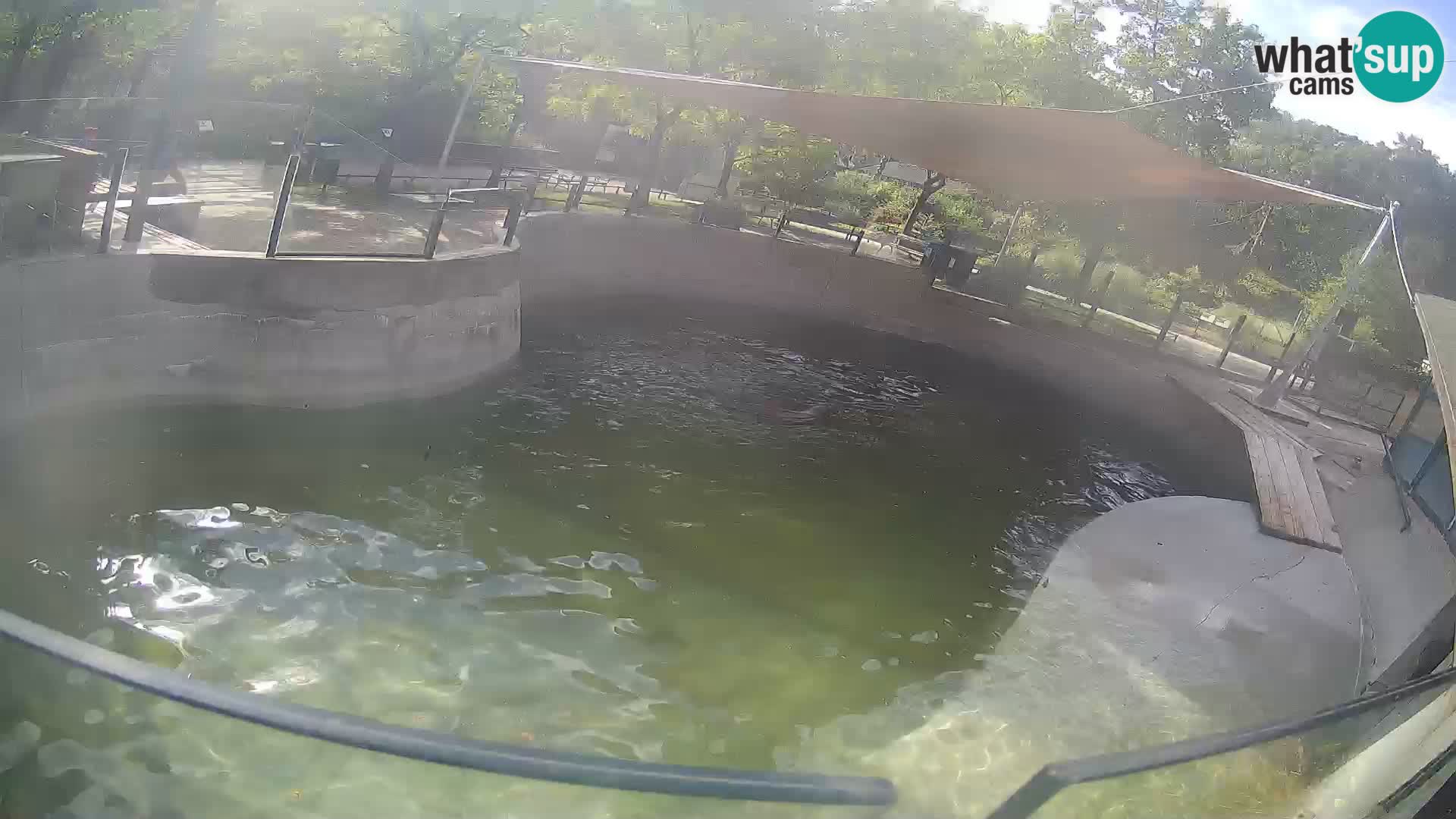 Zoo Zagreb – Kalifornijski morski lav