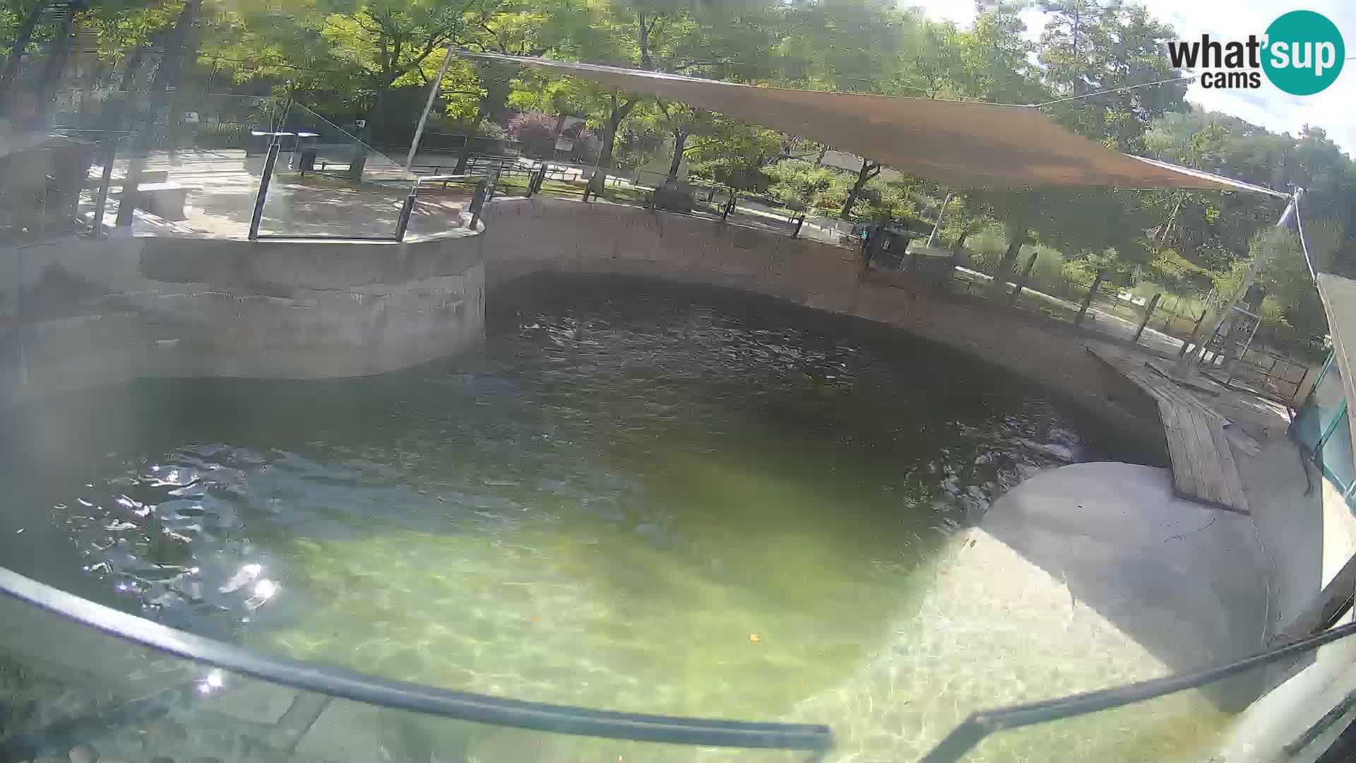 Zoo Zagreb –  León marino de California