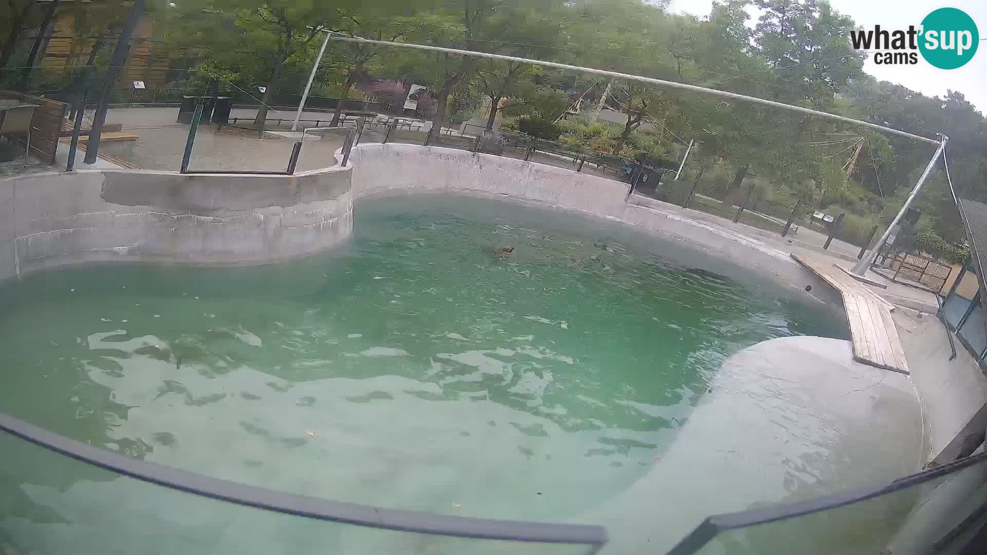 Zoo Zagreb – Kalifornijski morski lav