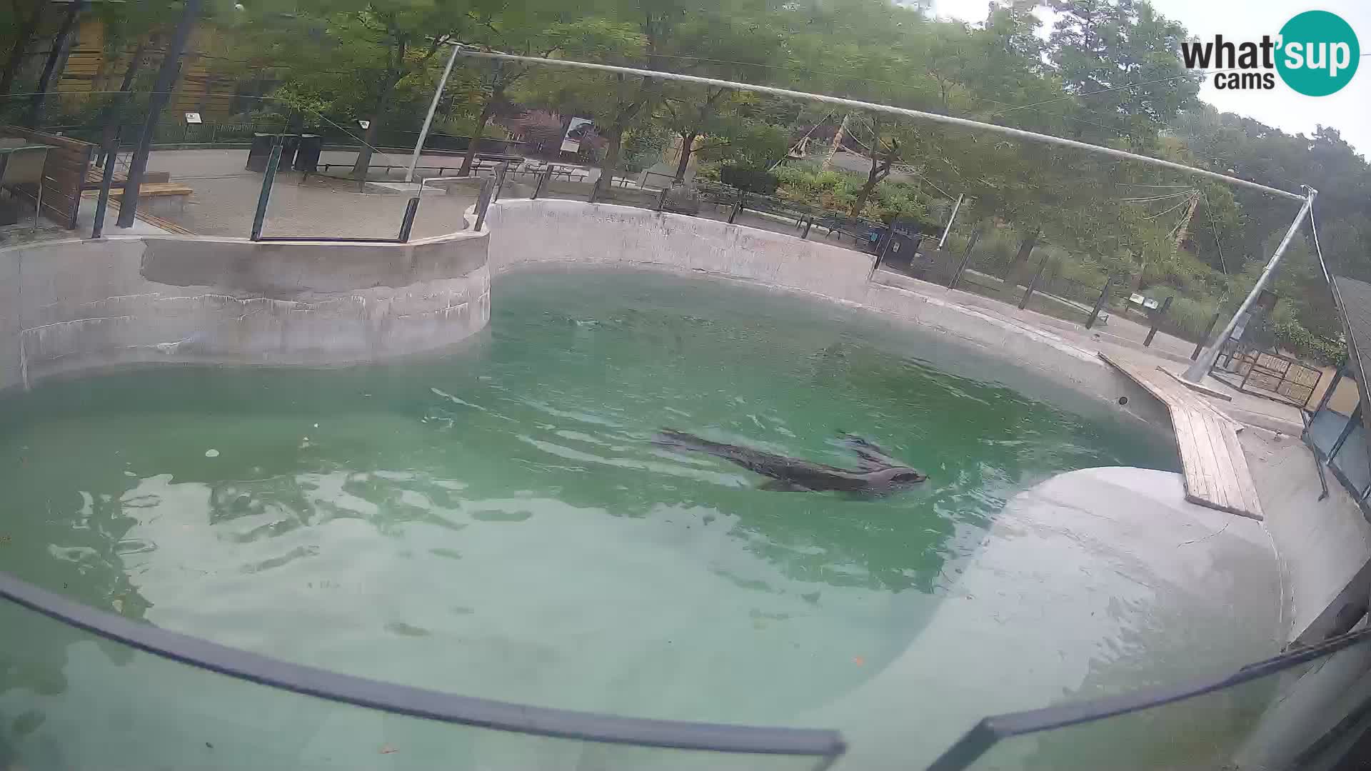 Zoo Zagreb –  León marino de California