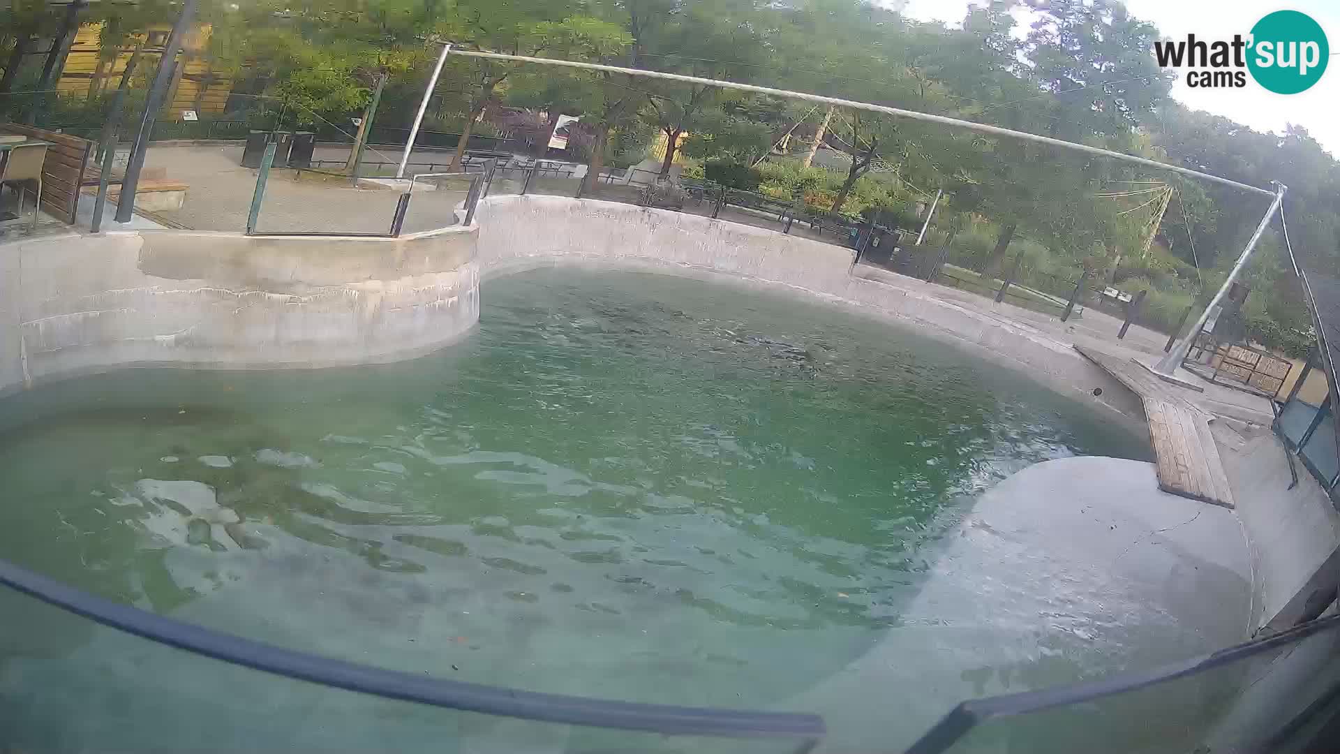 Zoo Zagreb – Kalifornischer Seelöwe