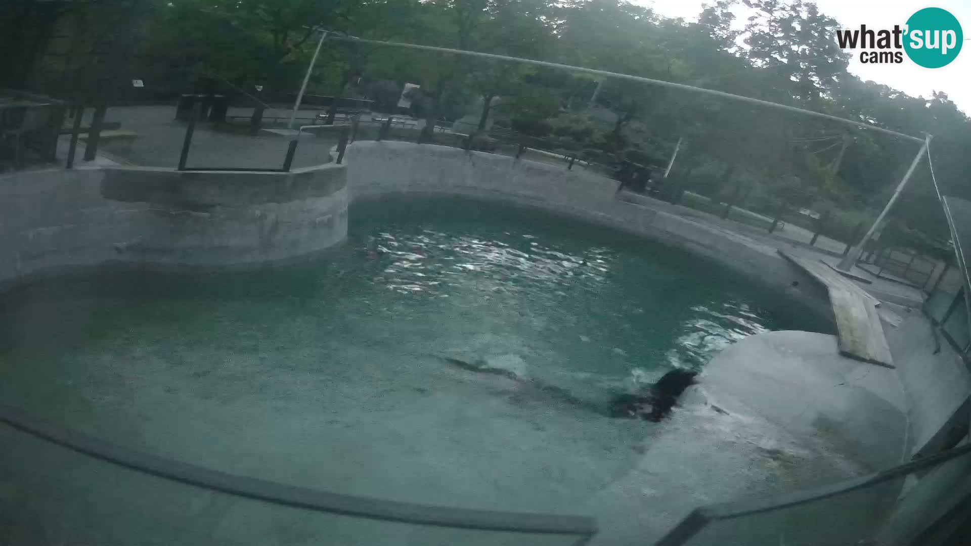 Zoo Zagreb – California Sea Lion