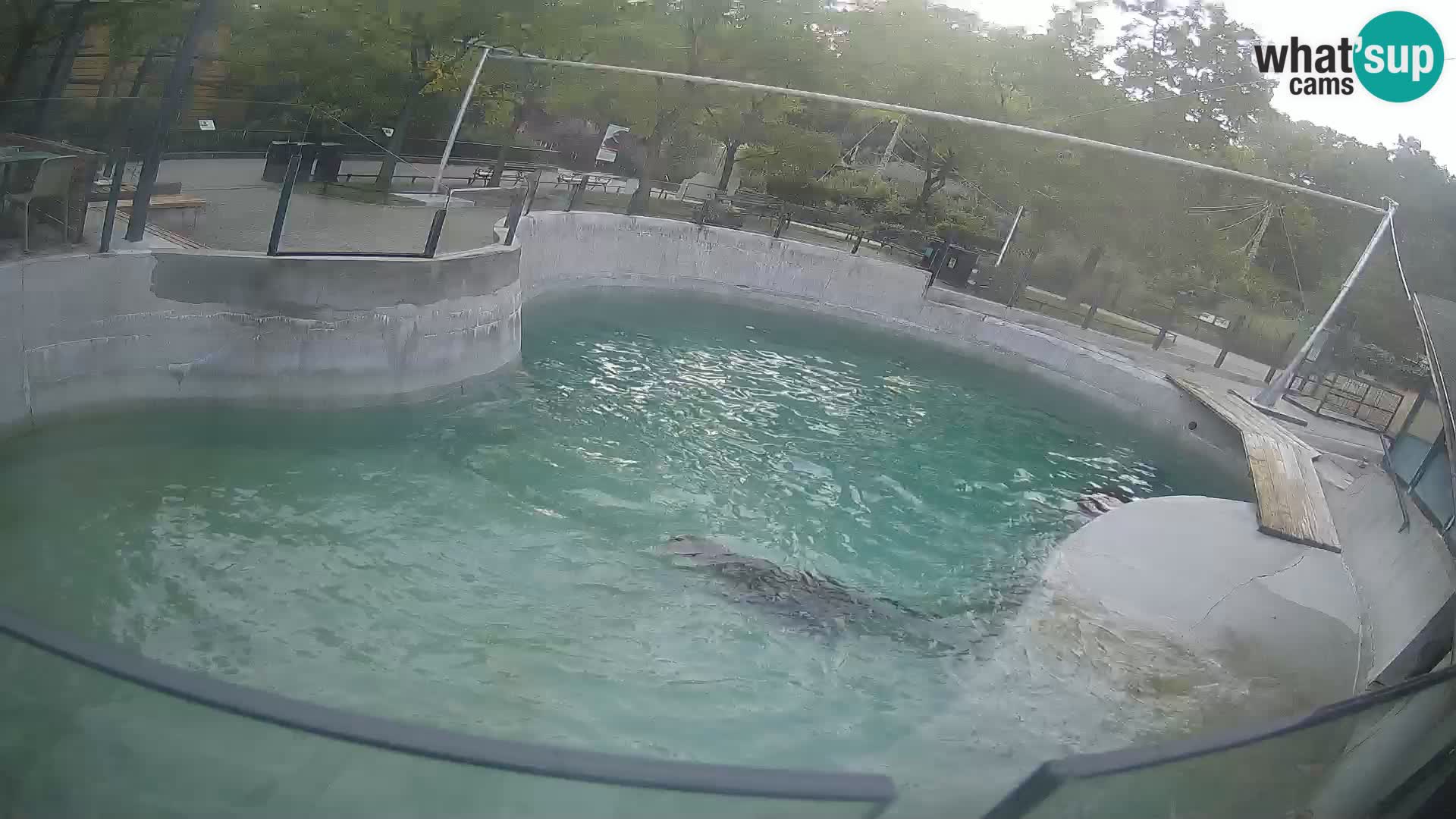 Zoo Zagreb – Kalifornischer Seelöwe