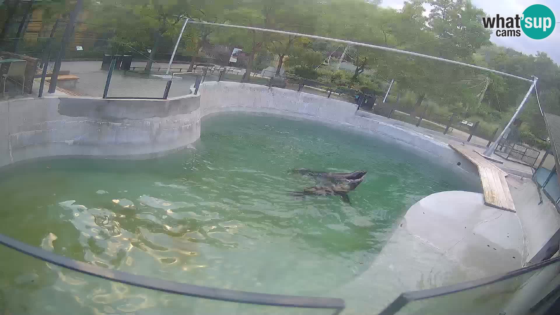 Zoo Zagreb –  León marino de California