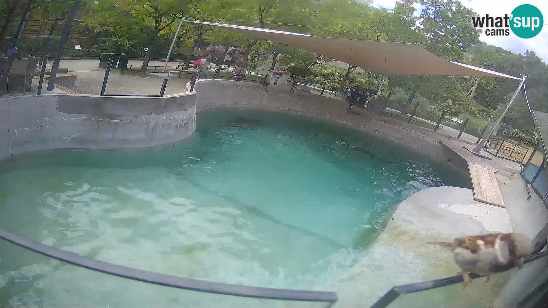 Zoo Zagreb – Kalifornischer Seelöwe