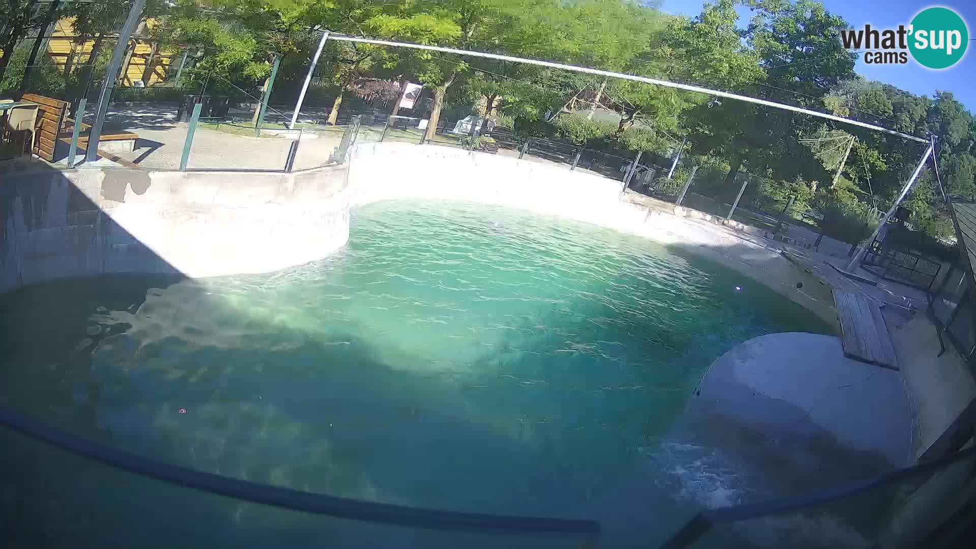 Zoo Zagreb – California Sea Lion