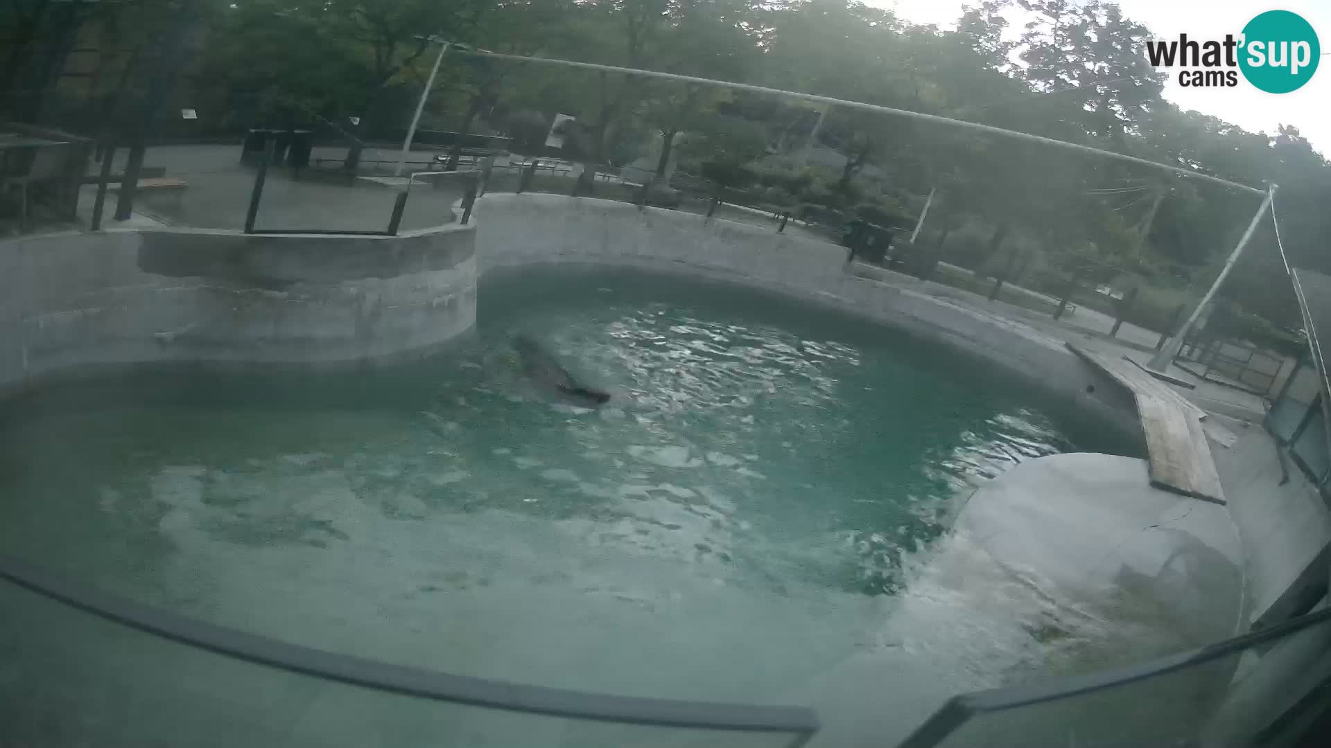 Zoo Zagreb – California Sea Lion