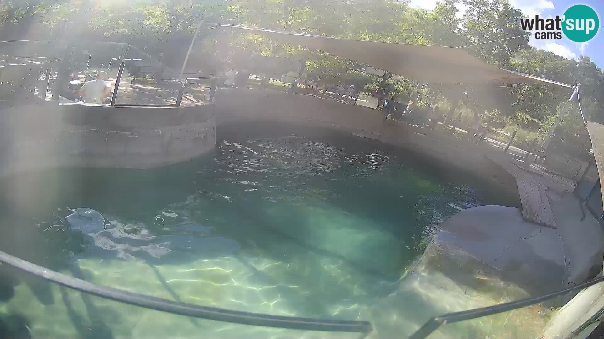Zoo Zagreb – California Sea Lion