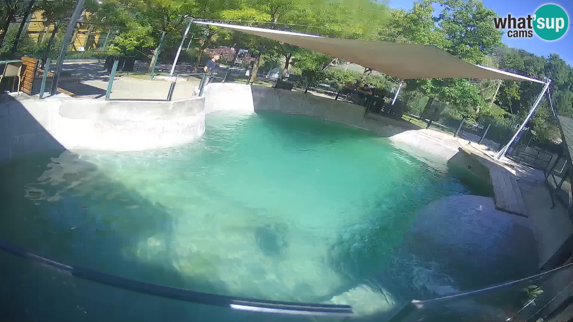 Zoo Zagreb – California Sea Lion
