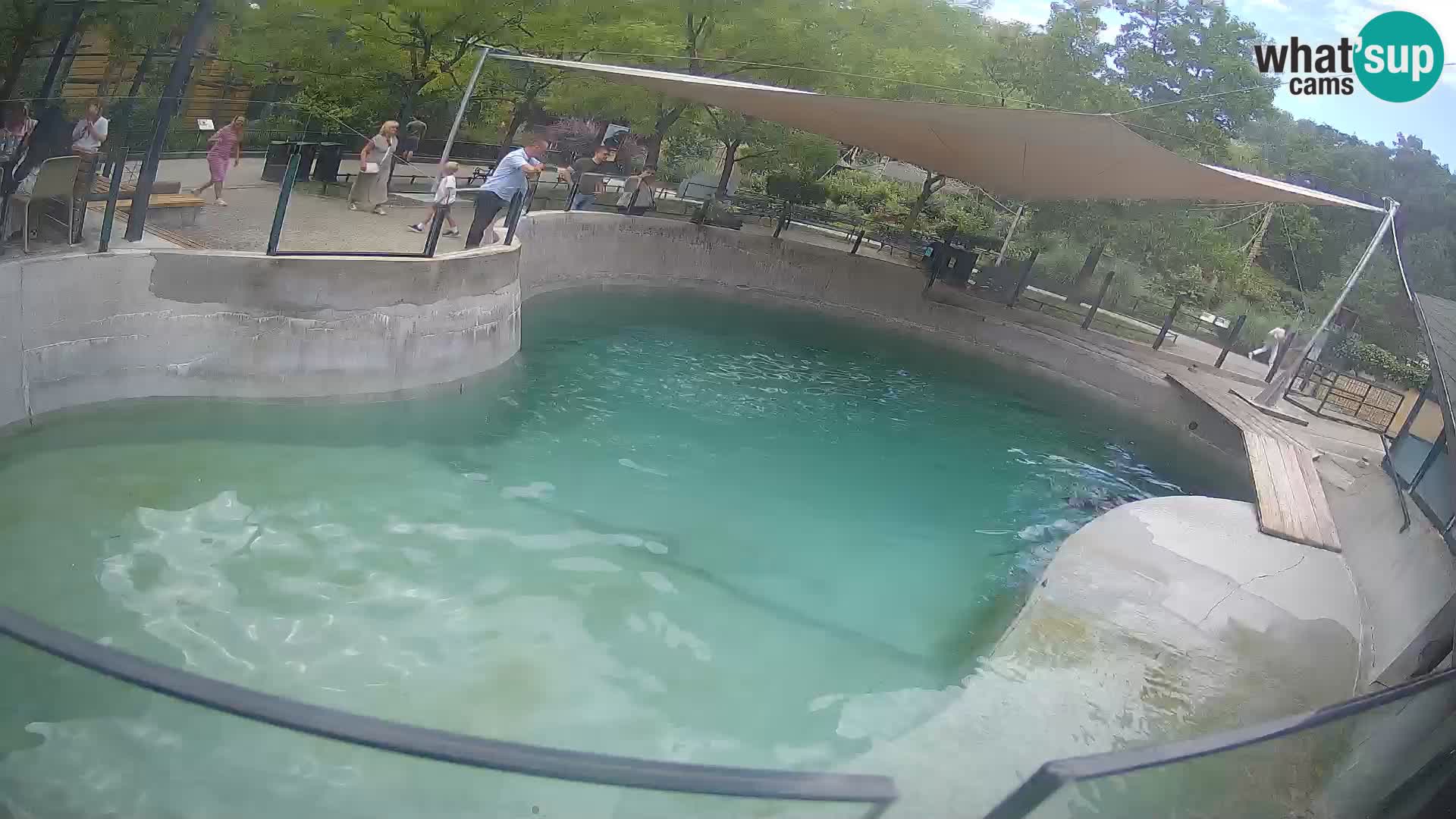Zoo Zagreb – California Sea Lion