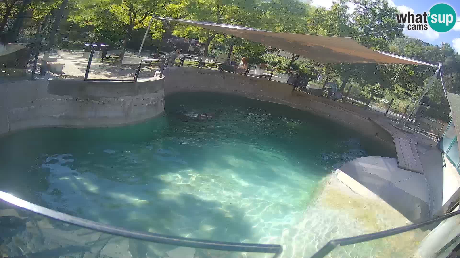 Zoo Zagreb – Kalifornijski morski lav