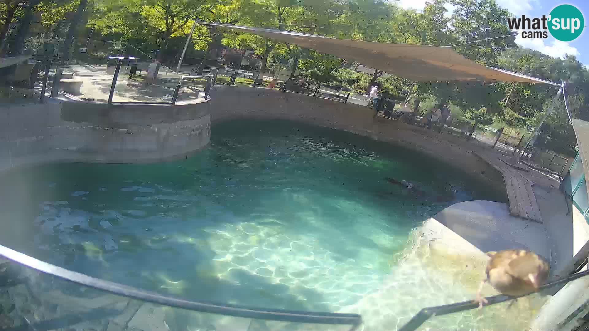 Zoo Zagreb – Otarie de Californie