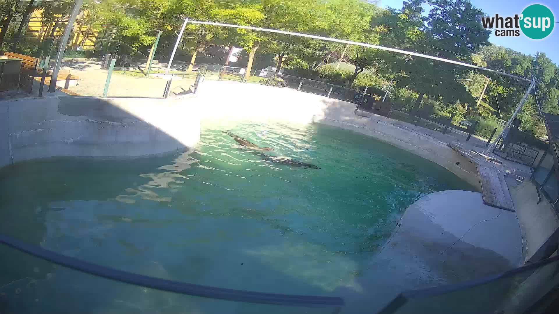 Zoo Zagreb – Otaria della California